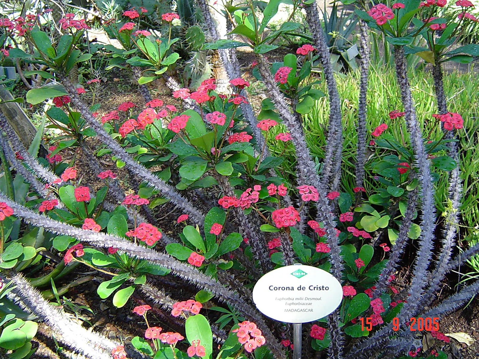 Crown Of Thorns (Euphorbia Milii) — Adds striking color and texture to drought-resistant landscapes