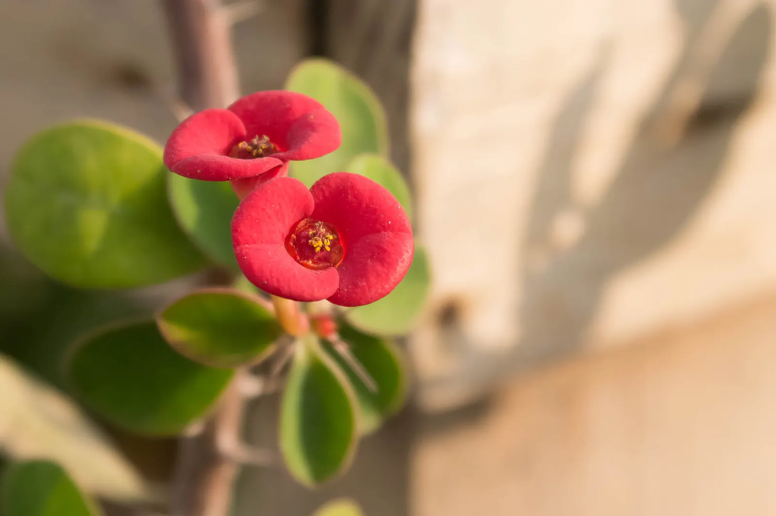 Crown Of Thorns (Euphorbia Milii) — allowing enough room for growth without overcrowding; space Crown of Thorns approximately 16 to 20 inches apart