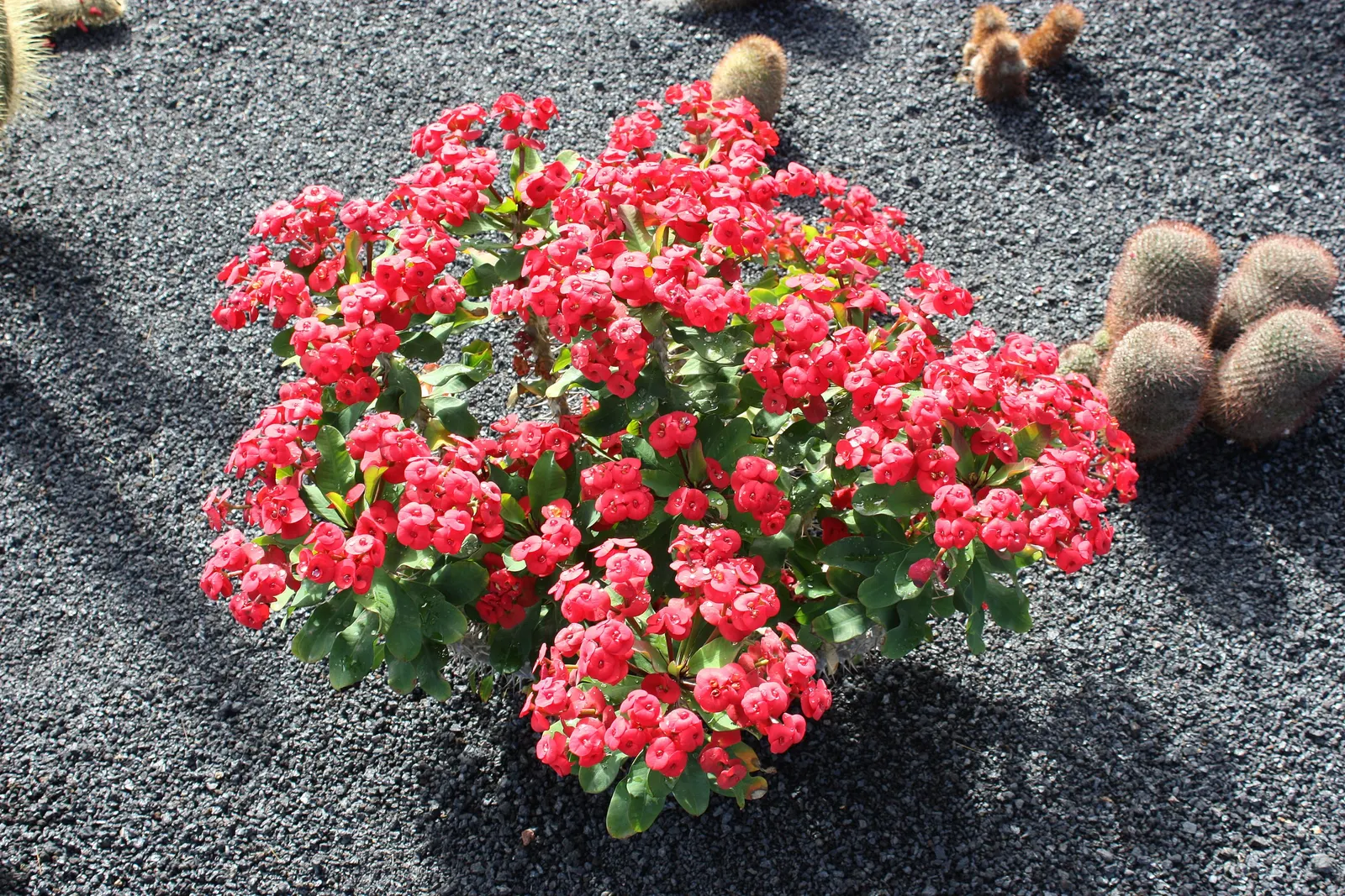 Crown Of Thorns (Euphorbia Milii) — Noted for its vibrant bracts of red or pink; peaking in the warmer seasons, image 55