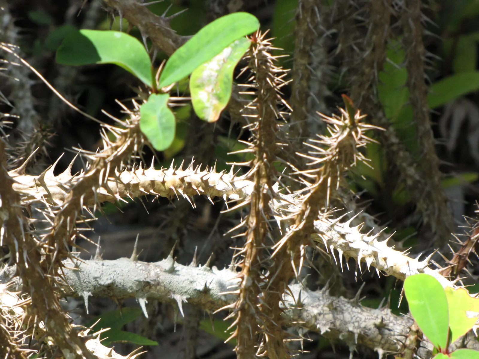 Crown Of Thorns (Euphorbia Milii) — vibrant bracts that bloom throughout the year; it thrives in full sunlight