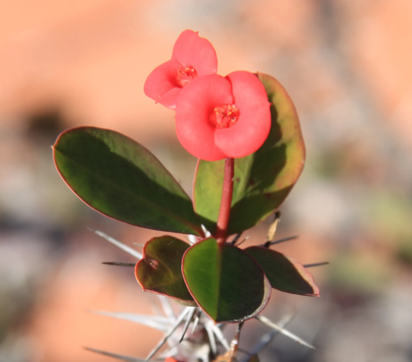 Crown Of Thorns (Euphorbia Milii) — It thrives in full sunlight; noted for its vibrant bracts of red or pink
