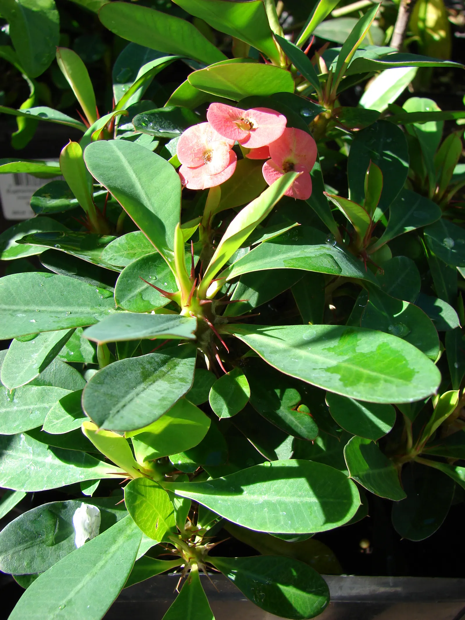 Crown Of Thorns (Euphorbia Milii) — Noted for its vibrant bracts of red or pink