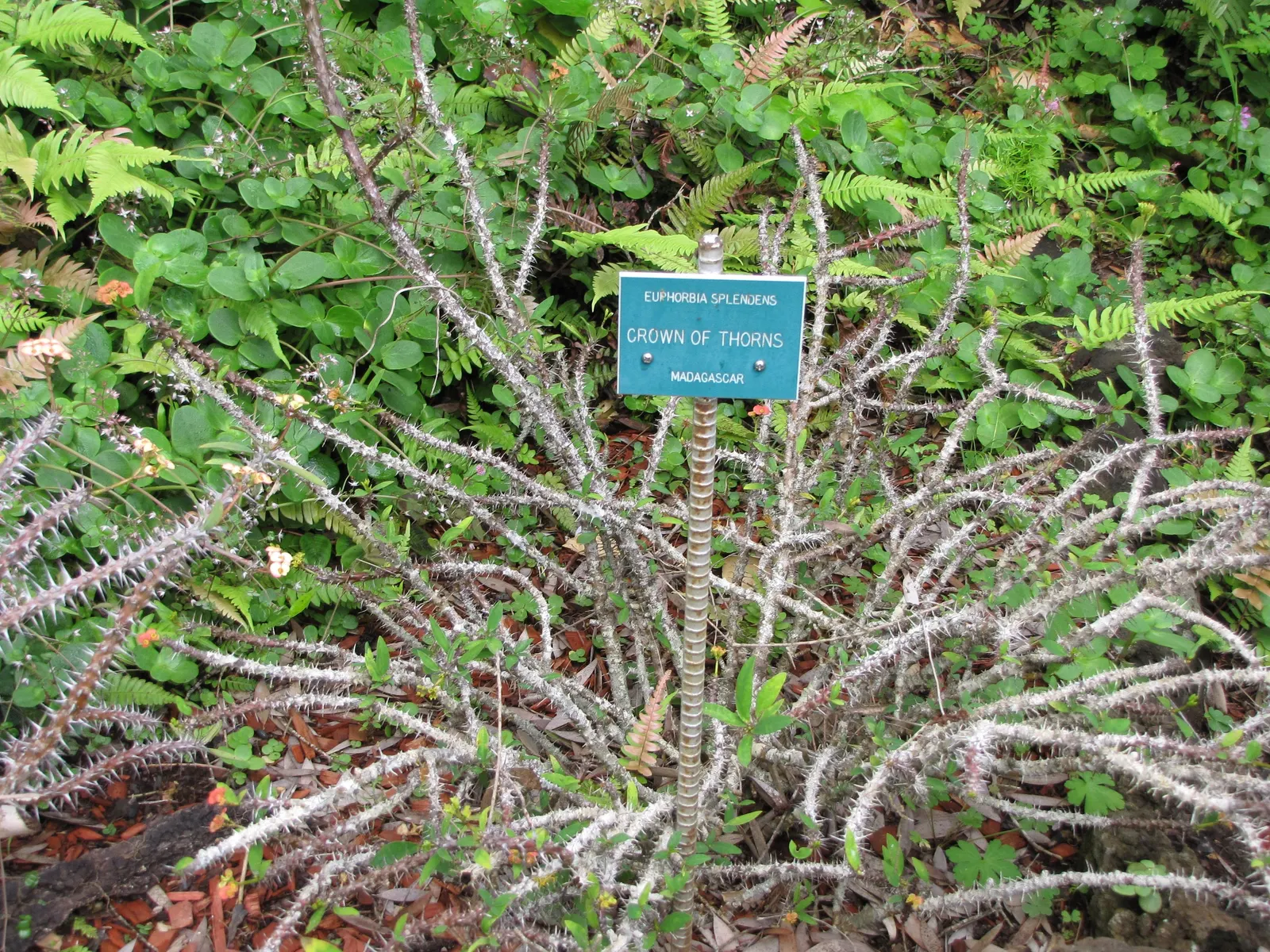 Crown Of Thorns (Euphorbia Milii) — Euphoria milii, or Crown of Thorns, is a succulent perennial with woody, spiny stems; which encircle small flowers