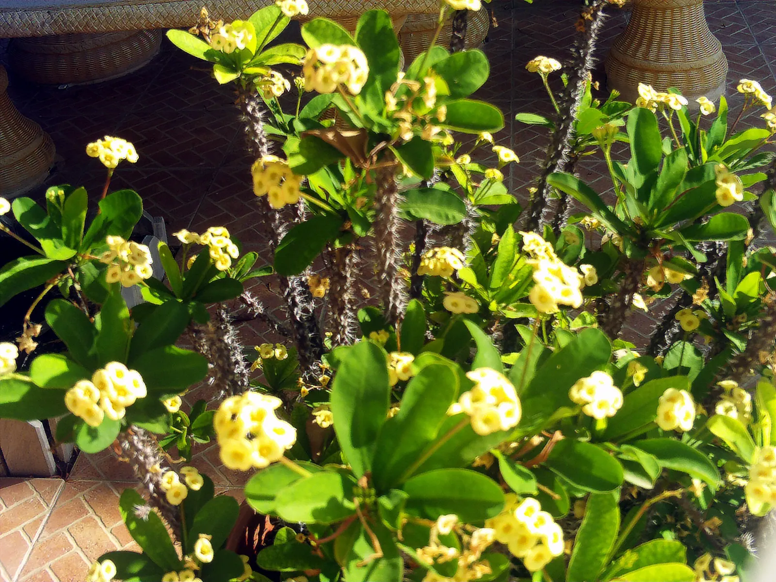 Crown Of Thorns (Euphorbia Milii) — offering an enduring splash of color.<br><br>For an optimum display; adds striking color and texture to drought-resistant