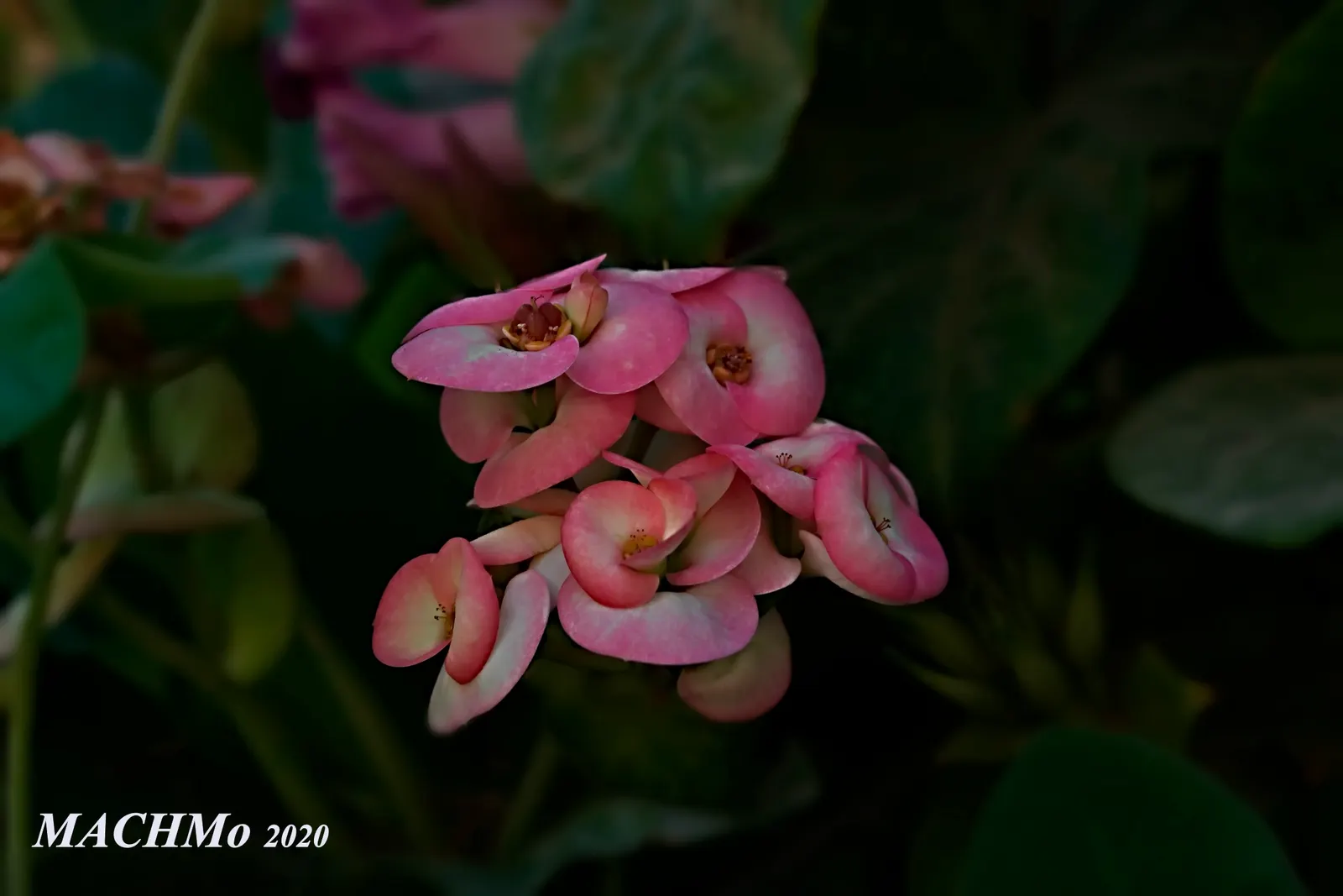 Crown Of Thorns (Euphorbia Milii) — It typically attains a height of 1-3 feet and can spread equally wide; this hardy shrub is well-suited for, image 54