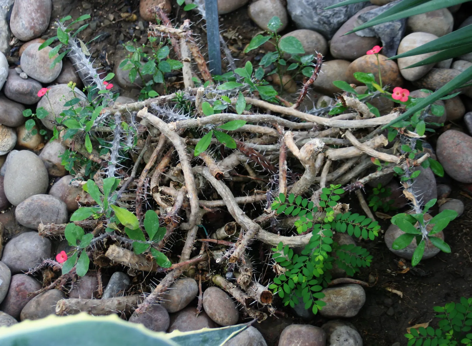 Crown Of Thorns (Euphorbia Milii) — insignificant structures surrounded by long-lasting; this drought-tolerant plant thrives in full sun and well-drained soil