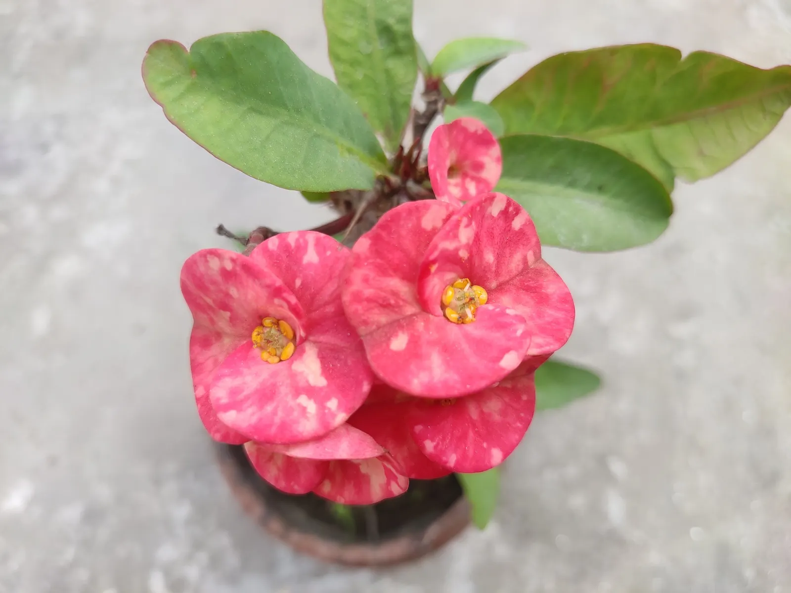 Crown Of Thorns (Euphorbia Milii) — this drought-tolerant plant thrives in full sun and well-drained soil; handle with care due to its sharp thorns and