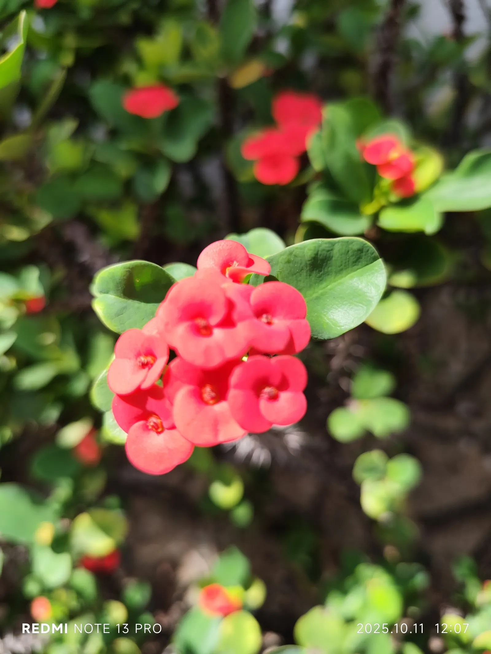 Crown Of Thorns (Euphorbia Milii) — shrub with red blooms