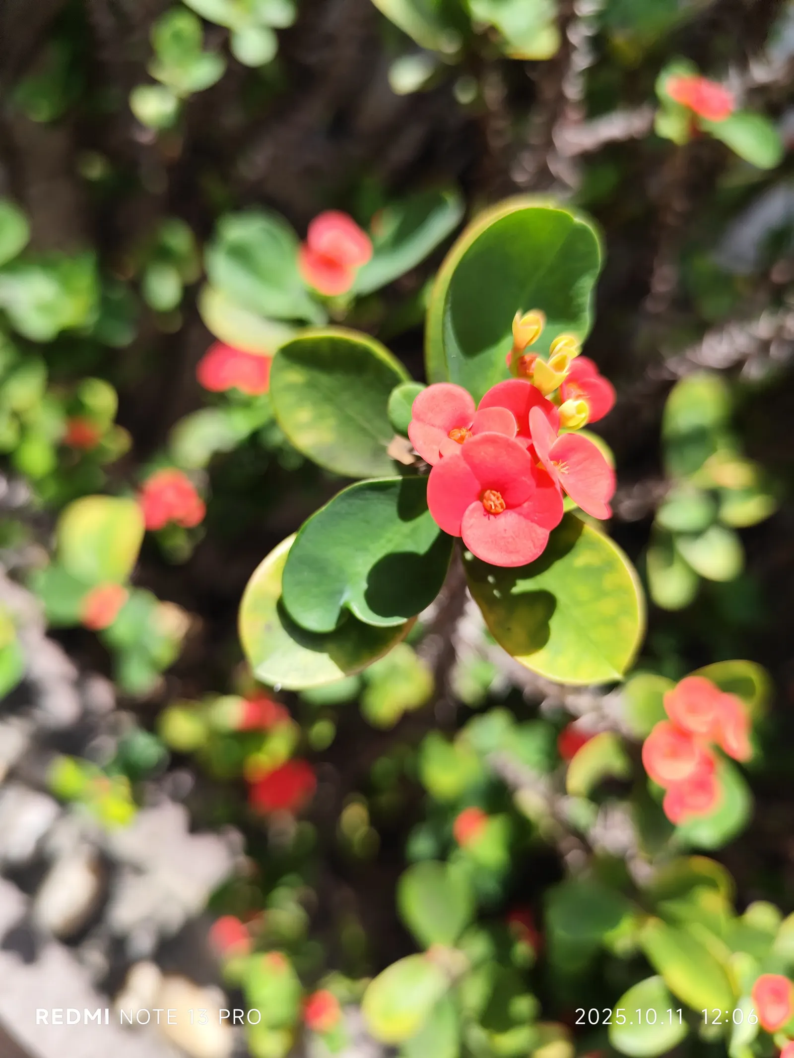 Crown Of Thorns (Euphorbia Milii) — insignificant structures surrounded by long-lasting