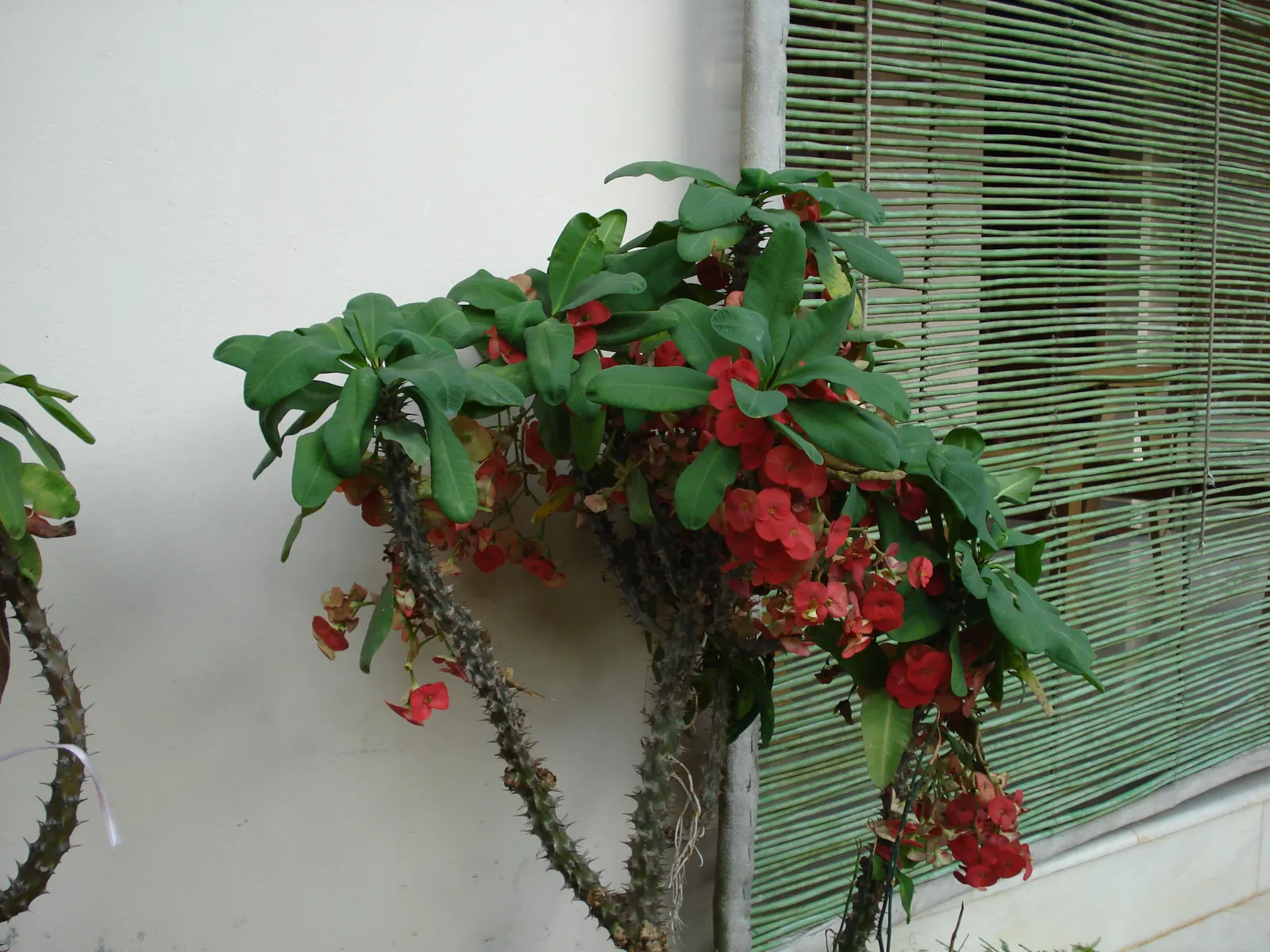 Crown Of Thorns (Euphorbia Milii) — aptly named Crown of Thorns for its densely spined stems