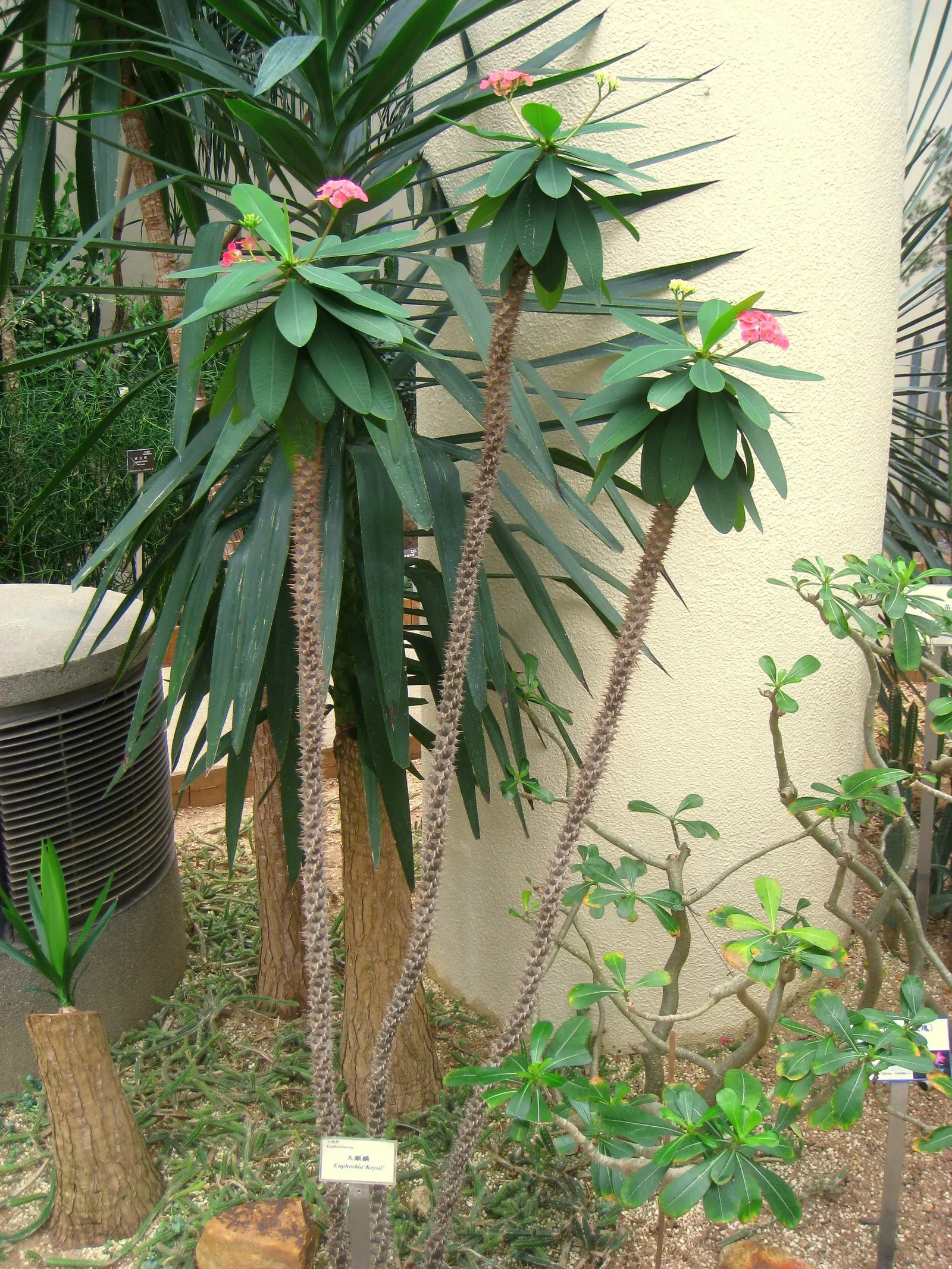 Crown Of Thorns (Euphorbia Milii) — this drought-tolerant plant thrives in full sun and well-drained soil