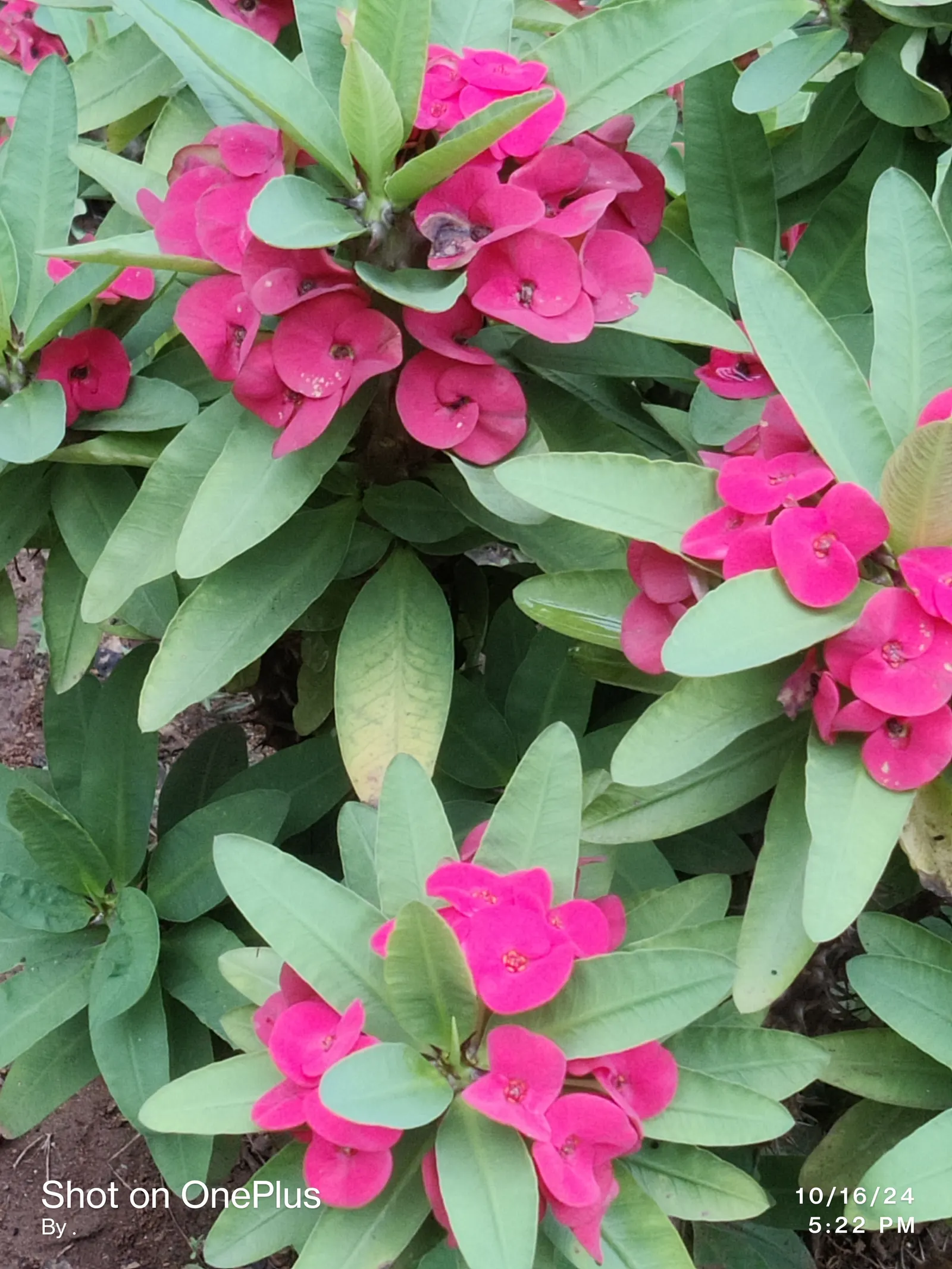 Crown Of Thorns (Euphorbia Milii) — Typically reaching heights between 1 to 3 feet and a spread of about 1.5 feet
