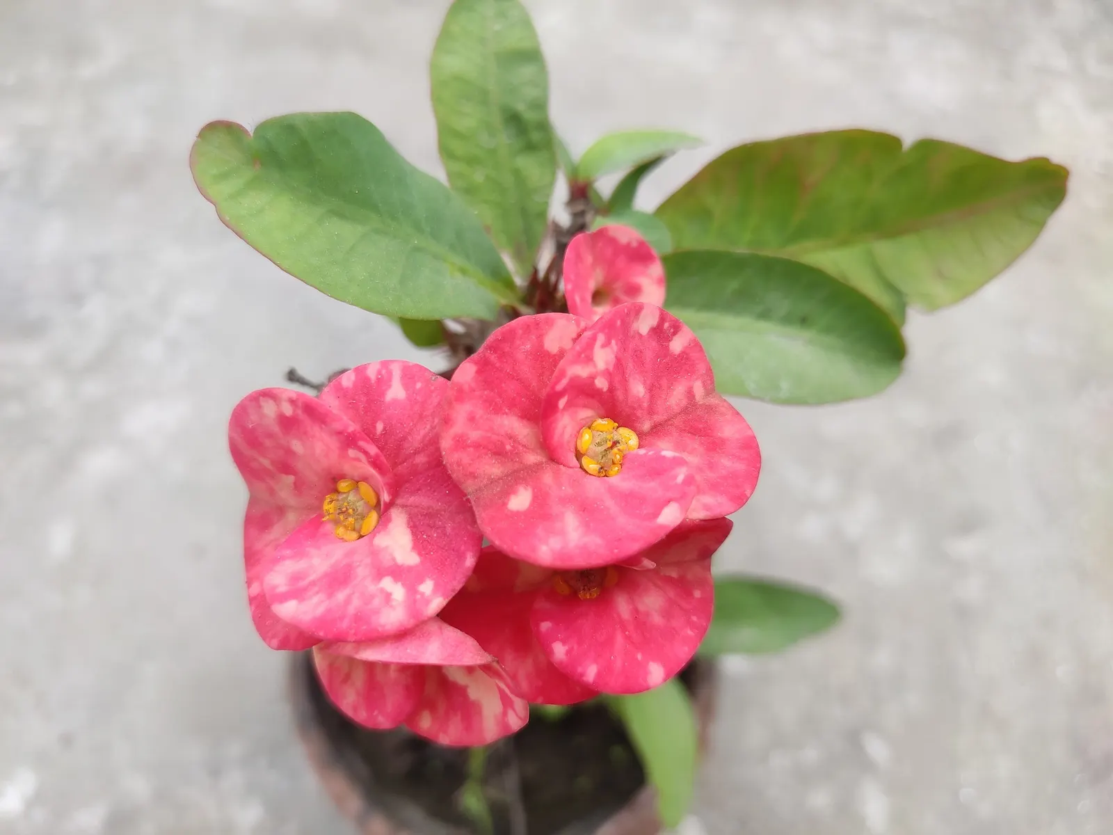 Crown Of Thorns (Euphorbia Milii) — Noted for its vibrant bracts of red or pink; peaking in the warmer seasons