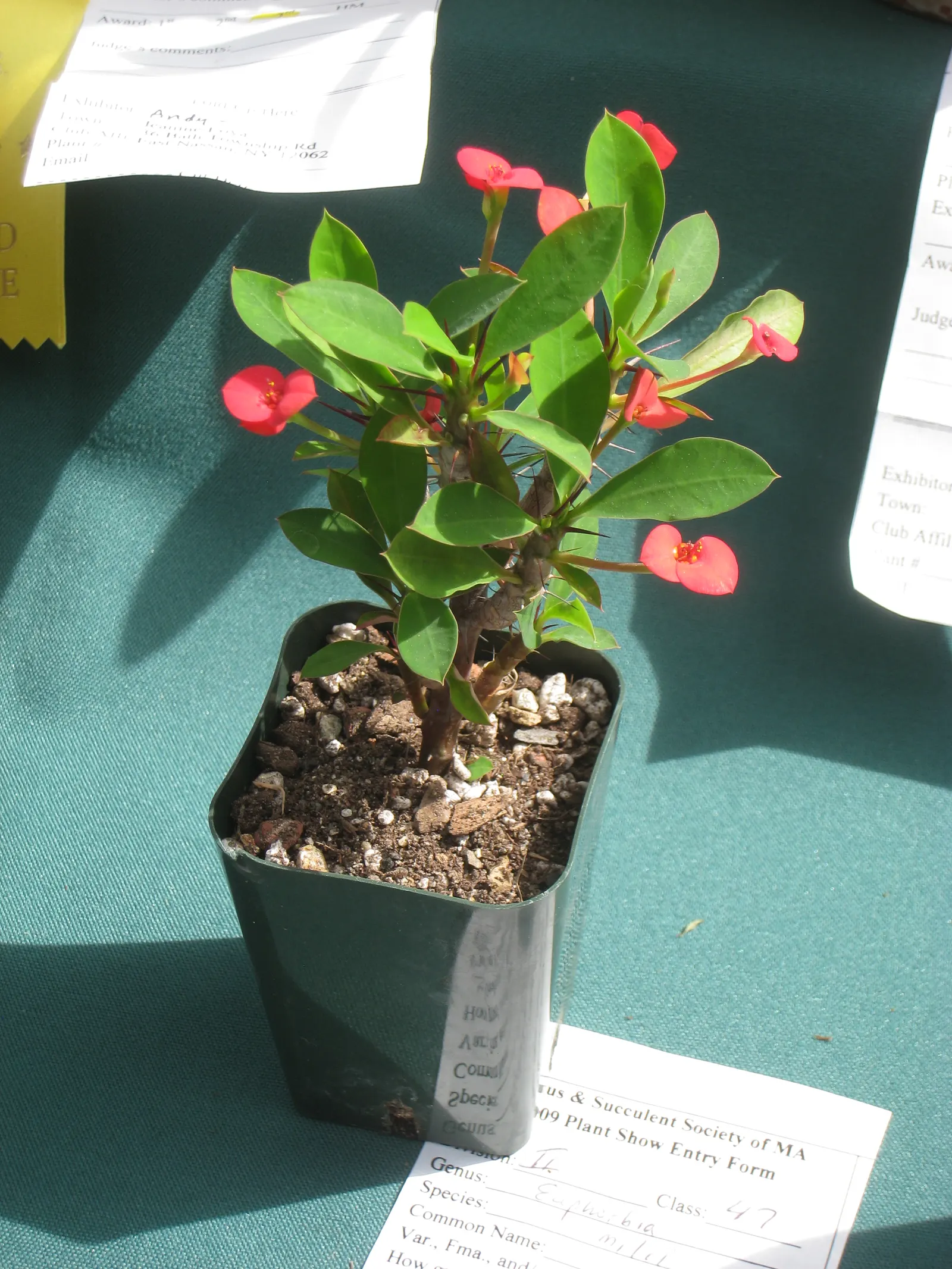 Crown Of Thorns (Euphorbia Milii) — shrub for full or half; perfectly blending aesthetics and practicality for your client's garden