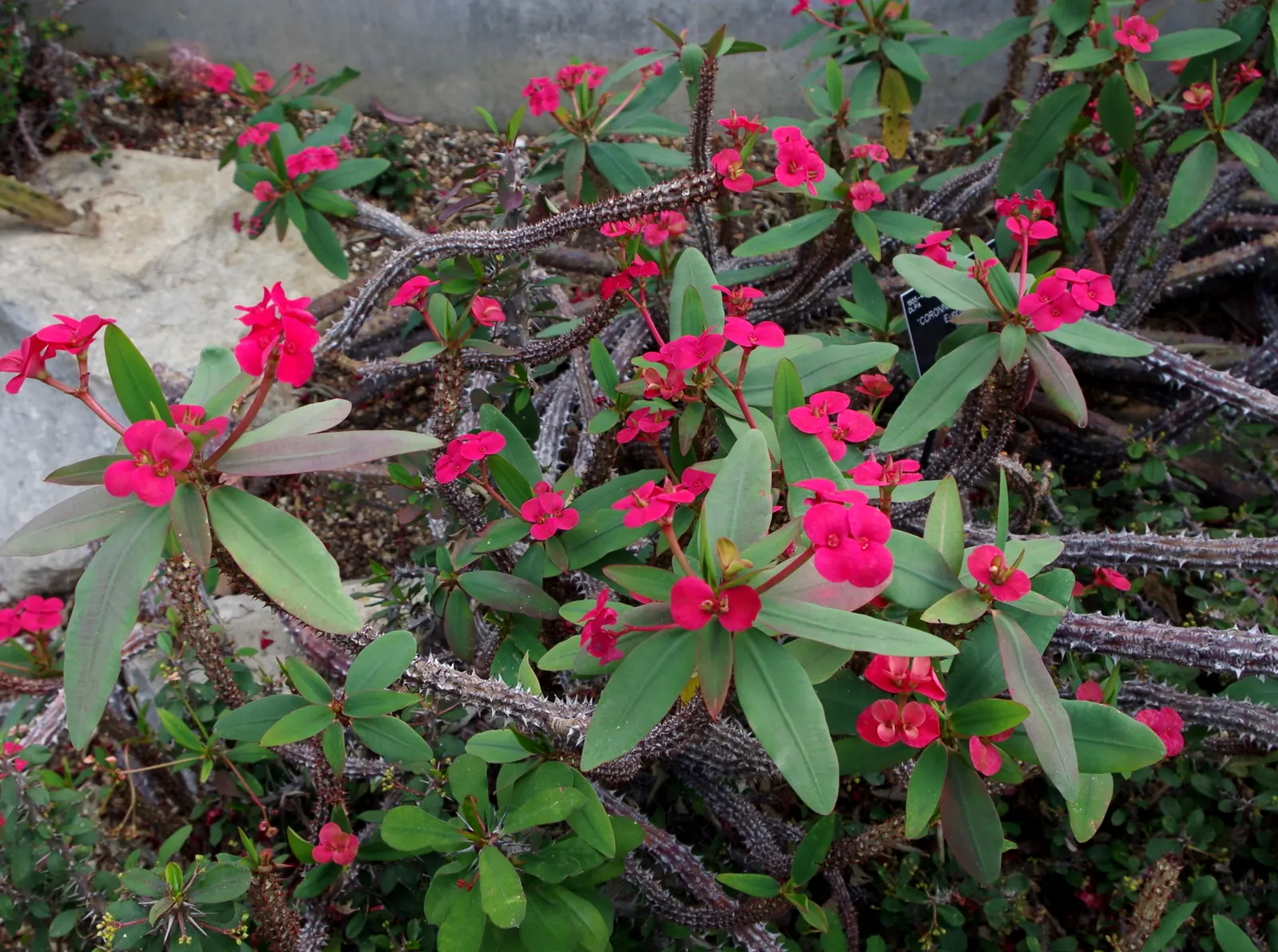 Crown Of Thorns (Euphorbia Milii) — This succulent nature calls for a relatively minimal watering schedule; vibrant bracts that bloom throughout the year