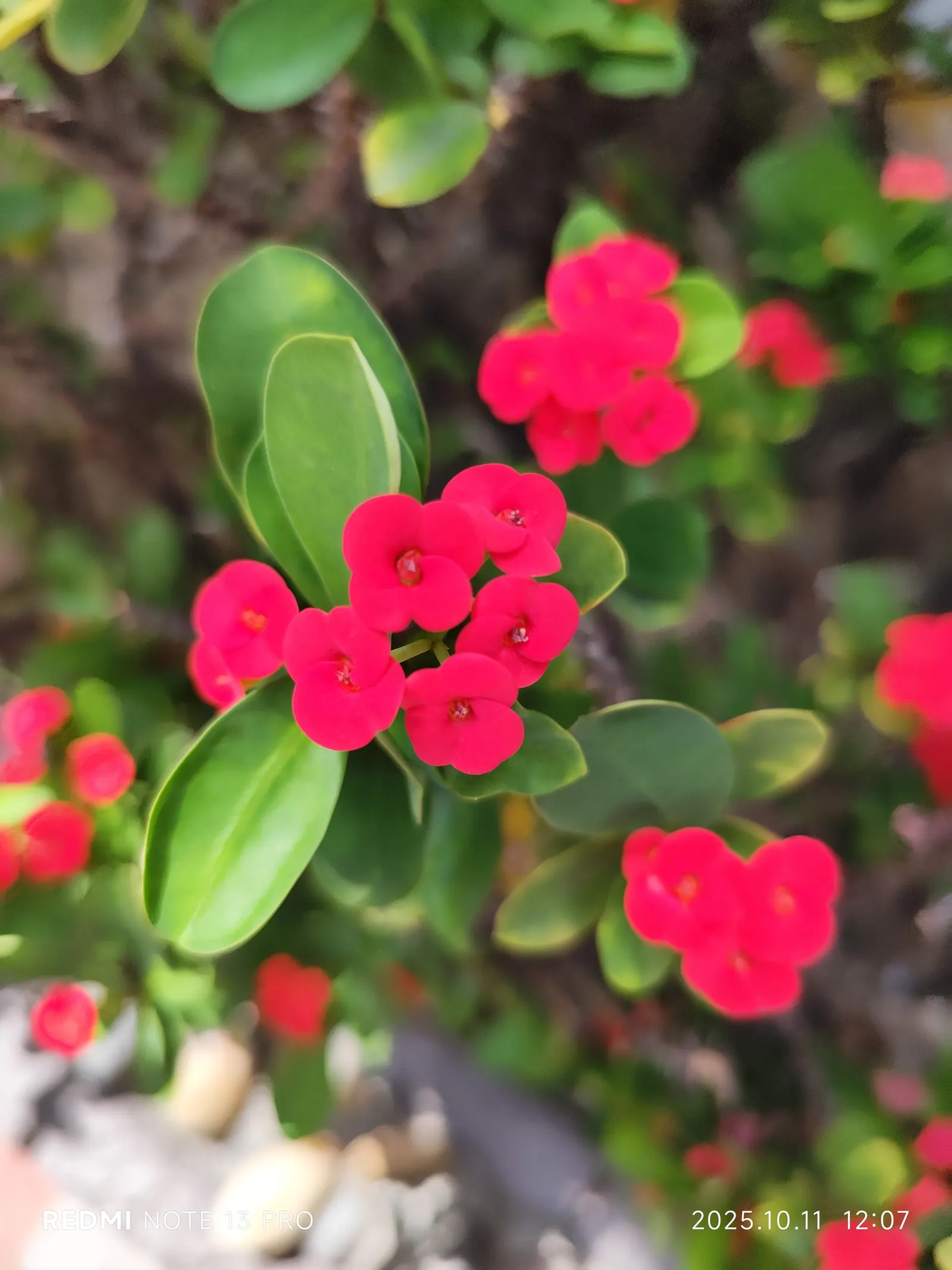 Crown Of Thorns (Euphorbia Milii) — offering an enduring splash of color.<br><br>For an optimum display