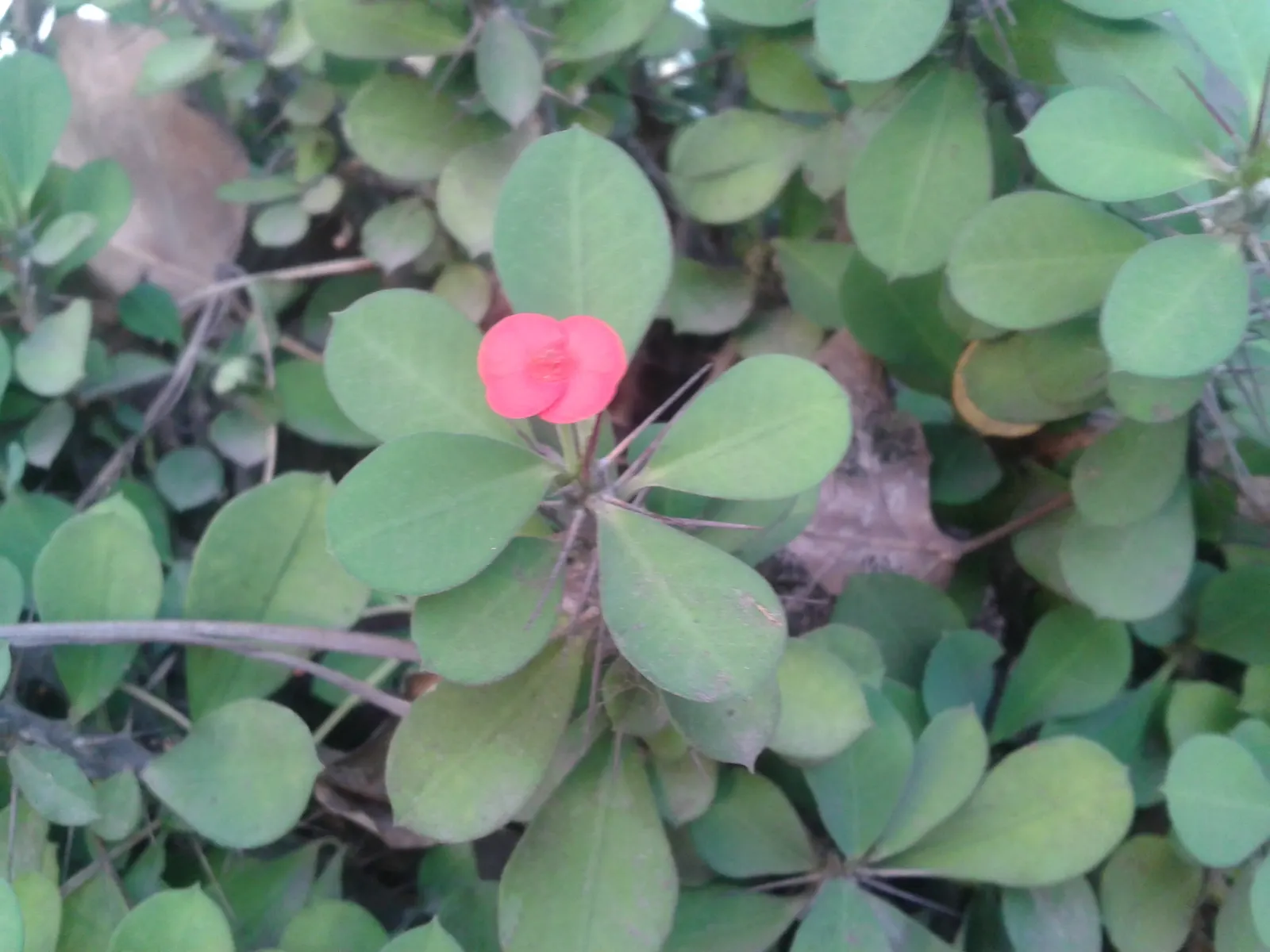 Crown Of Thorns (Euphorbia Milii) — space Crown of Thorns approximately 16 to 20 inches apart