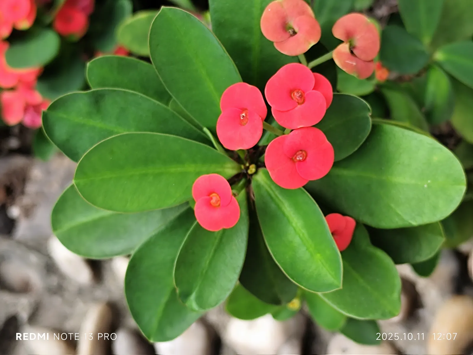 Crown Of Thorns (Euphorbia Milii) — Euphorbia milii compensates for occasional droughts by storing water within its thick