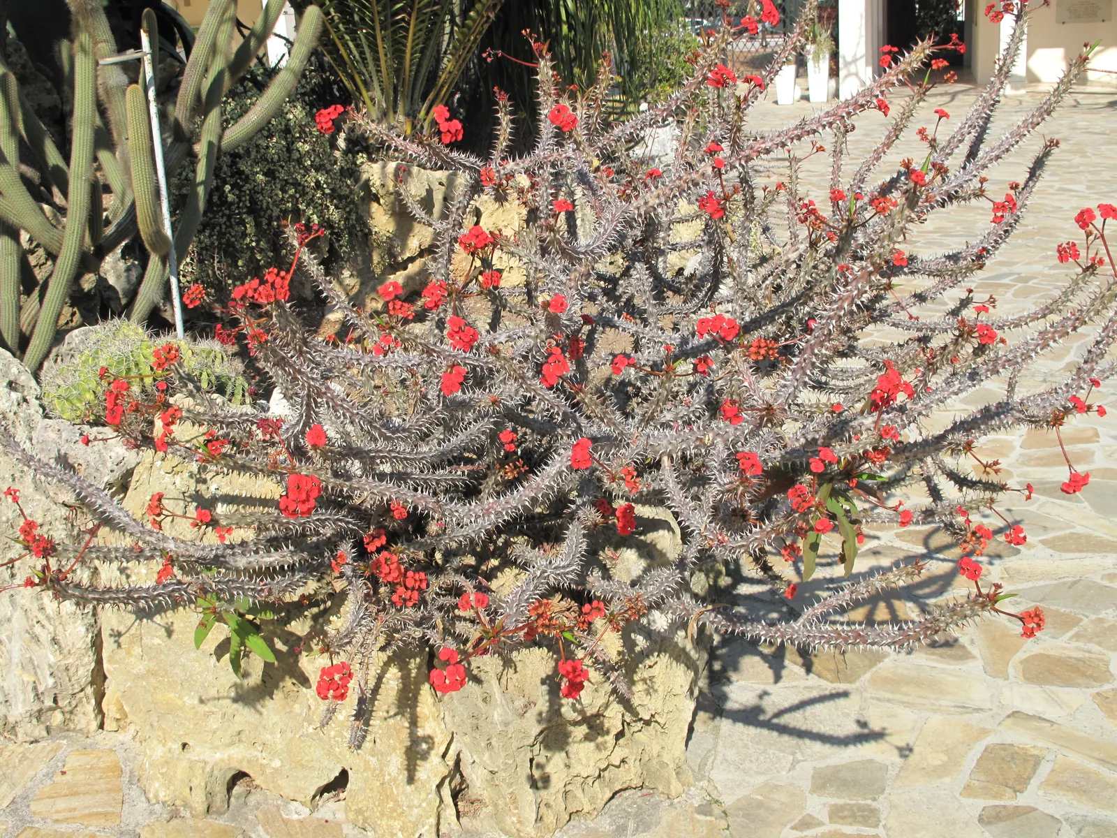 Crown Of Thorns (Euphorbia Milii) — aptly named Crown of Thorns for its densely spined stems; euphoria milii, or Crown of Thorns, is a succulent perennial with