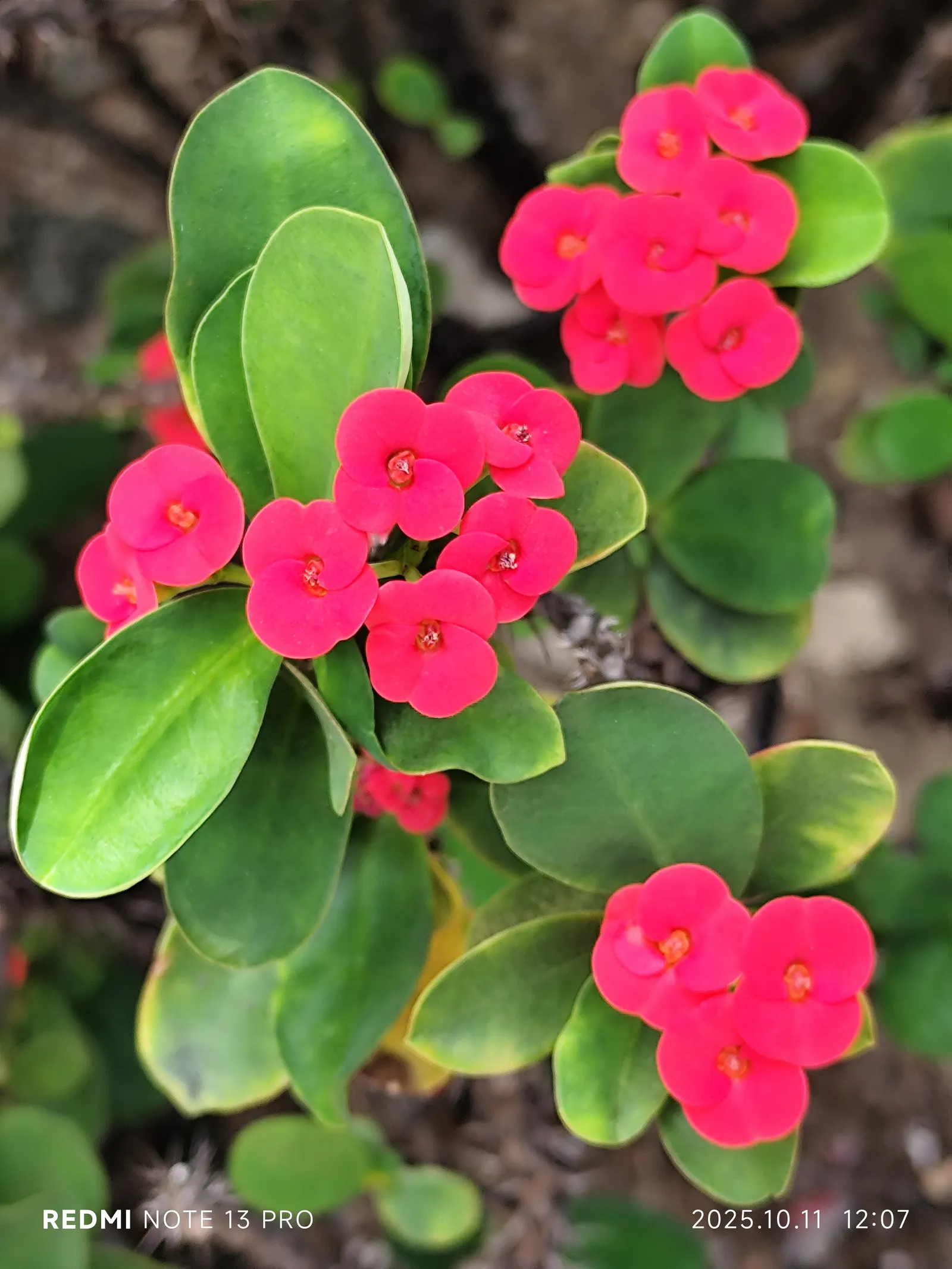 Crown Of Thorns (Euphorbia Milii) — It typically attains a height of 1-3 feet and can spread equally wide