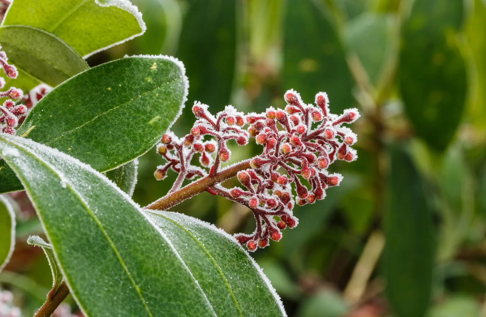 Japanese Skimmia (Skimmia Japonica) — Skimmia japonica exhibits a dense; for optimal health and appearance, it should be sheltered from harsh, image 63