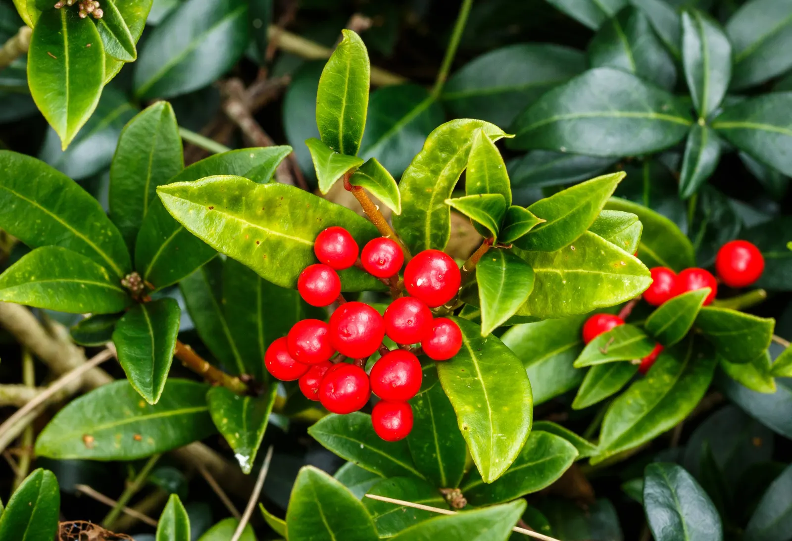 Japanese Skimmia (Skimmia Japonica) — this species produces tight clusters of reddish-bud flowers; white flowers in the garden, image 67