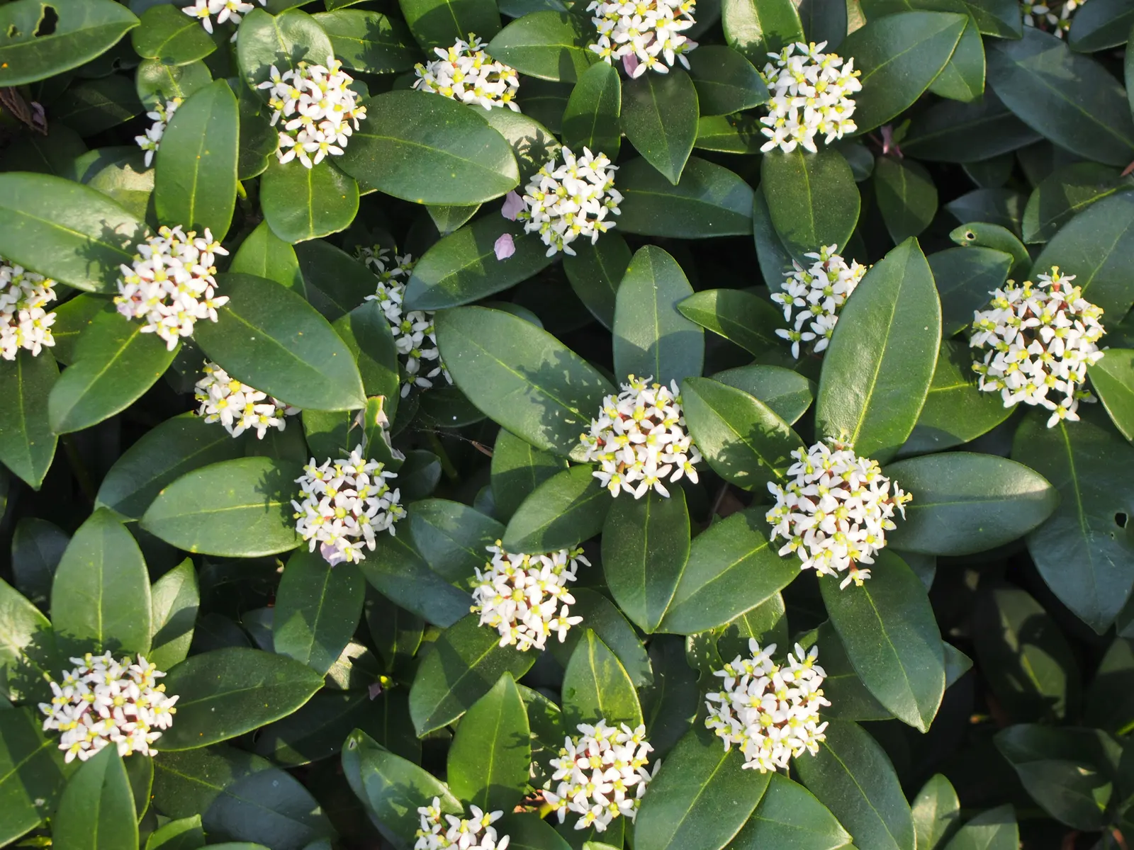Japanese Skimmia (Skimmia Japonica) — and can reach a mature size of about 4 to 6 feet in both height and spread