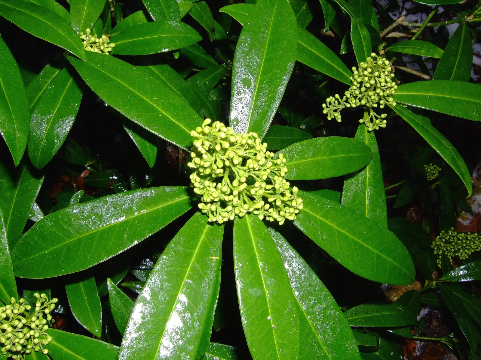 Japanese Skimmia (Skimmia Japonica) — emitting a sweet and subtle perfume; rounded habit that renders it an excellent choice for foundation plantings and mixed