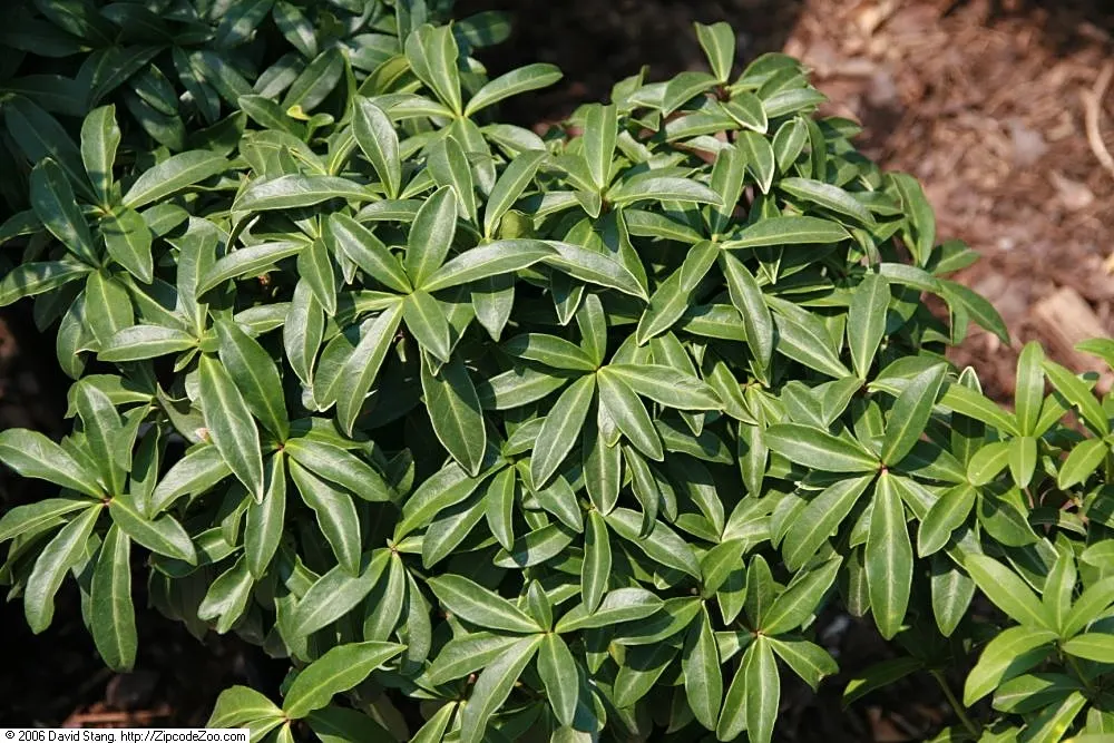 Japanese Skimmia (Skimmia Japonica) — and can reach a mature size of about 4 to 6 feet in both height and spread; it is hardy in USDA zones 6, image 61