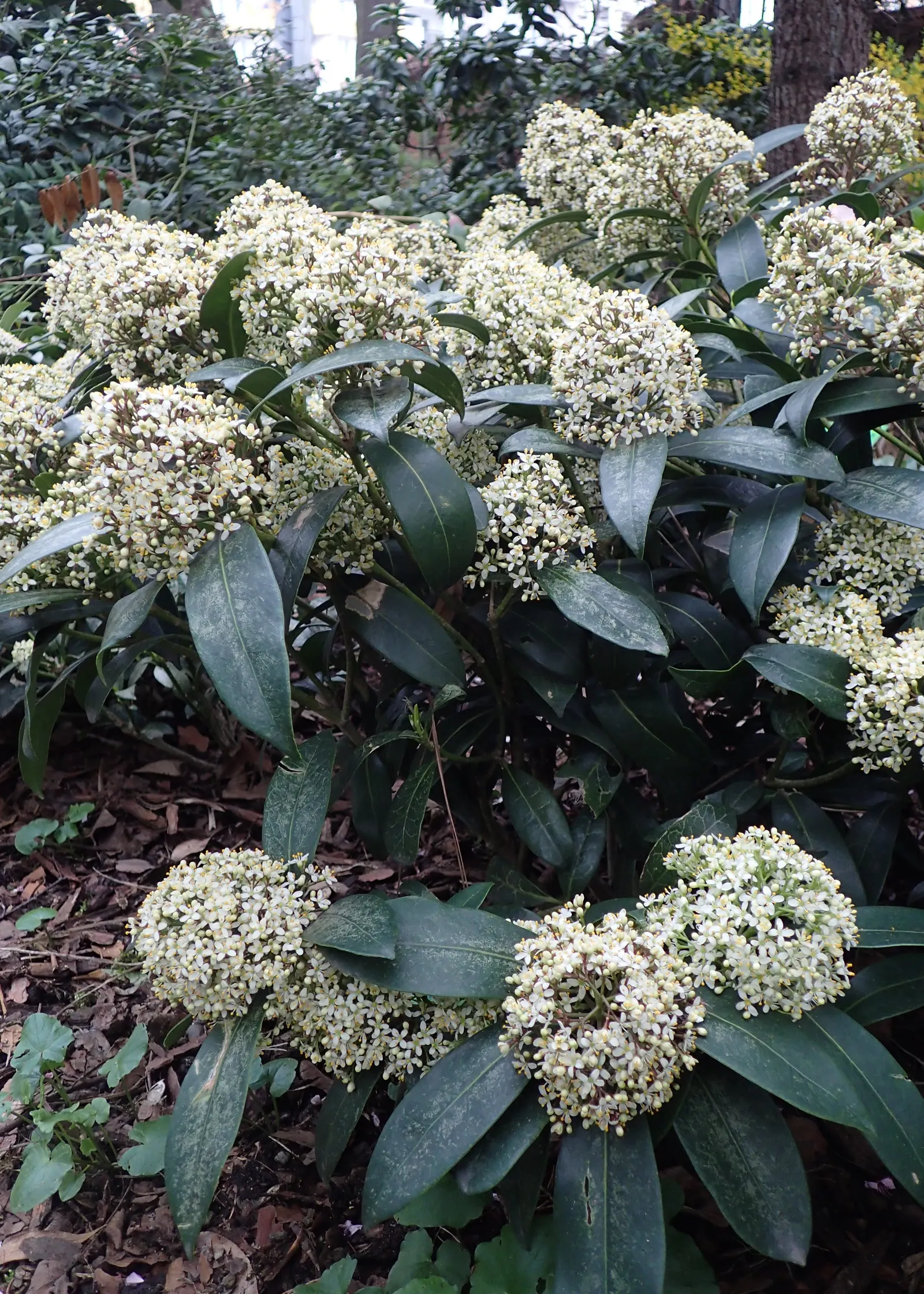 Japanese Skimmia (Skimmia Japonica) — For optimal health and appearance, it should be sheltered from harsh, drying winds and the hot afternoon sun