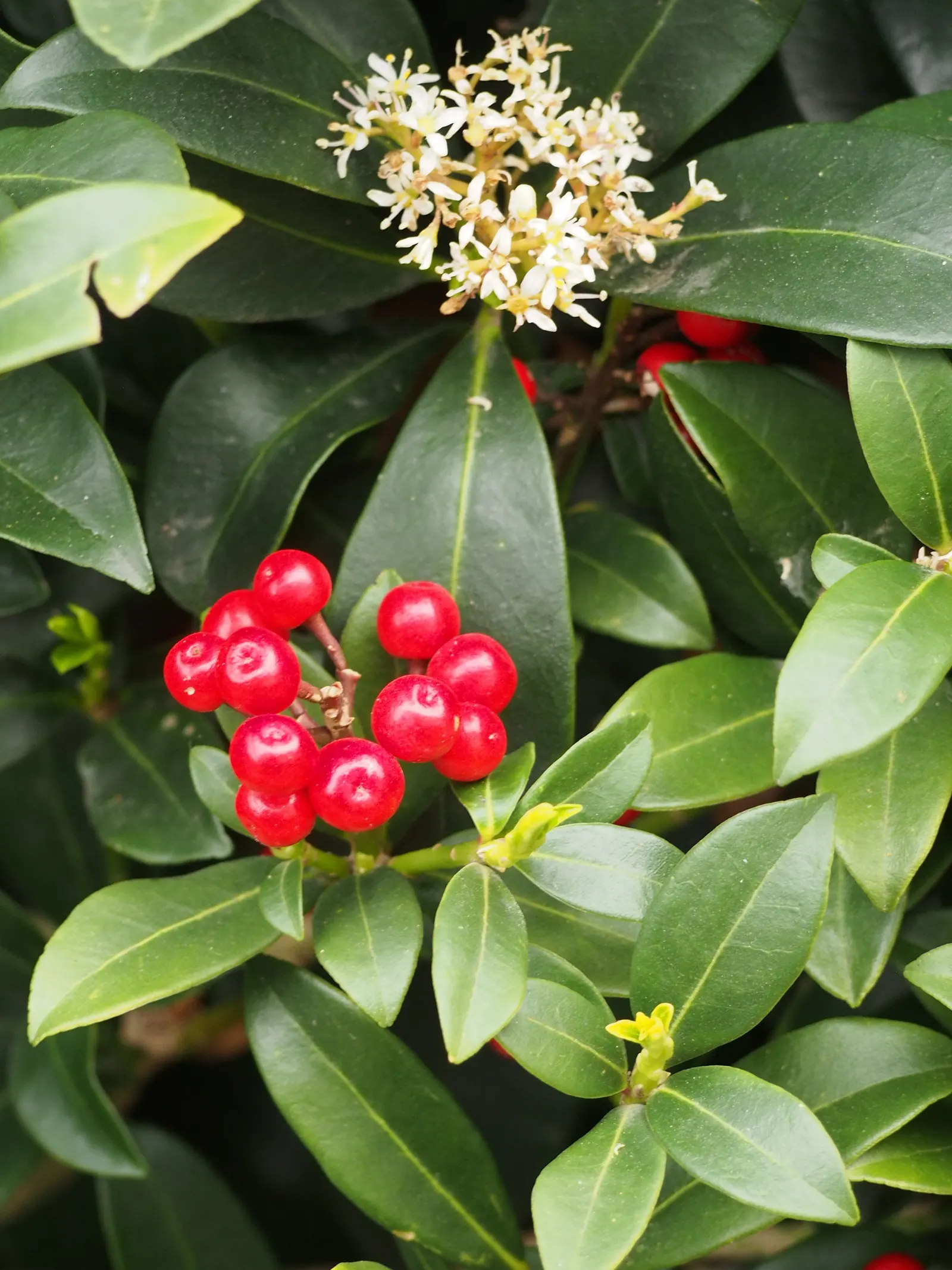 Japanese Skimmia (Skimmia Japonica) — if a male is present for pollination; broadleaf evergreen / shrub for half or shade