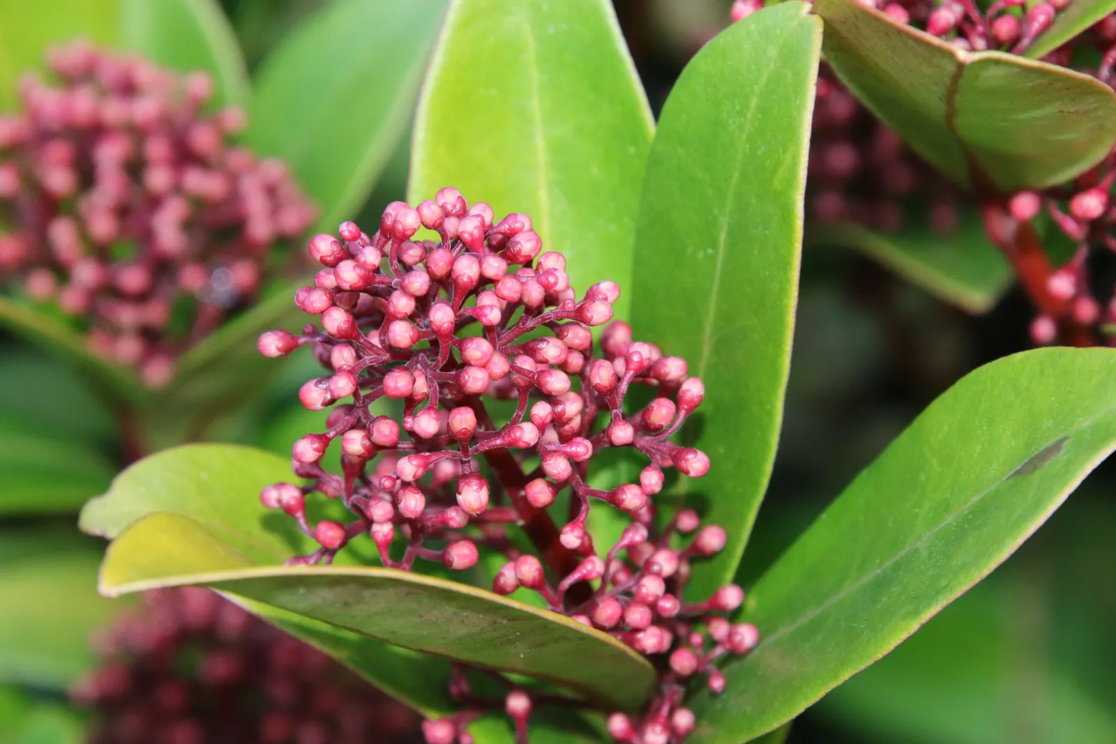 Japanese Skimmia (Skimmia Japonica) — evergreen shrub that provides year-round interest in the garden; will develop vibrant red berries that, image 59