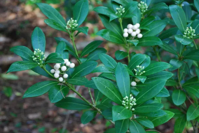 Japanese Skimmia (Skimmia Japonica) — It is hardy in USDA zones 6 through 9