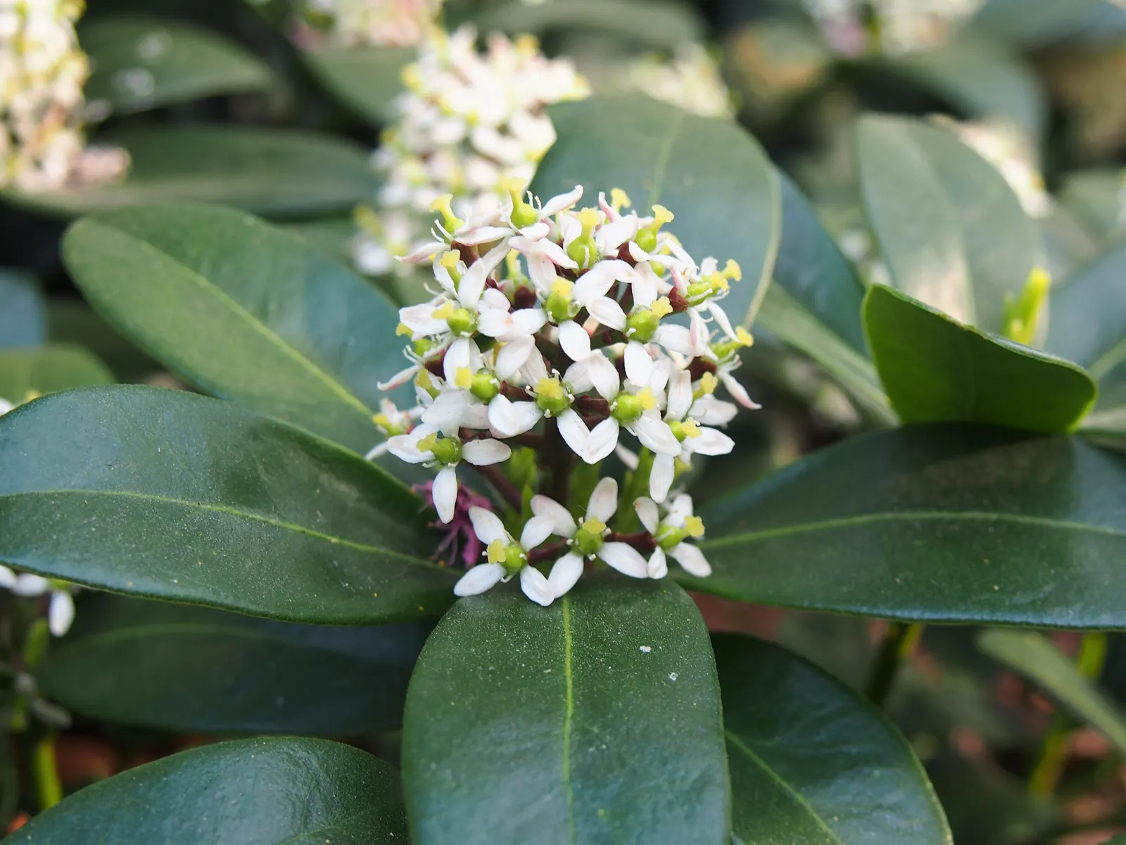 Japanese Skimmia (Skimmia Japonica) — evergreen shrub that provides year-round interest in the garden