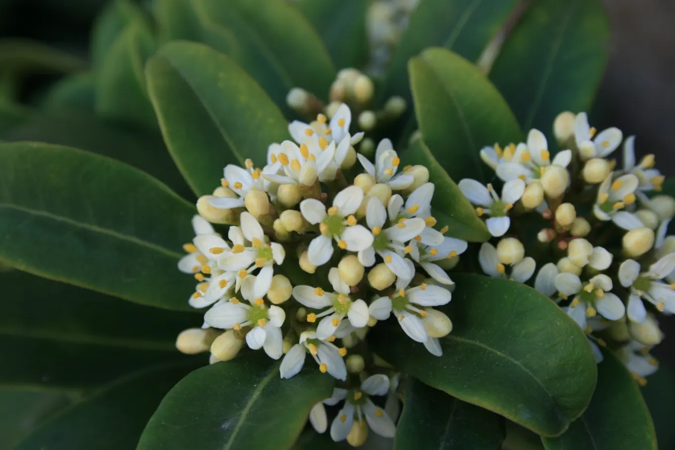 Japanese Skimmia (Skimmia Japonica) — glossy leaves and fragrant clusters of white blossoms; skimmia japonica exhibits a dense, image 54