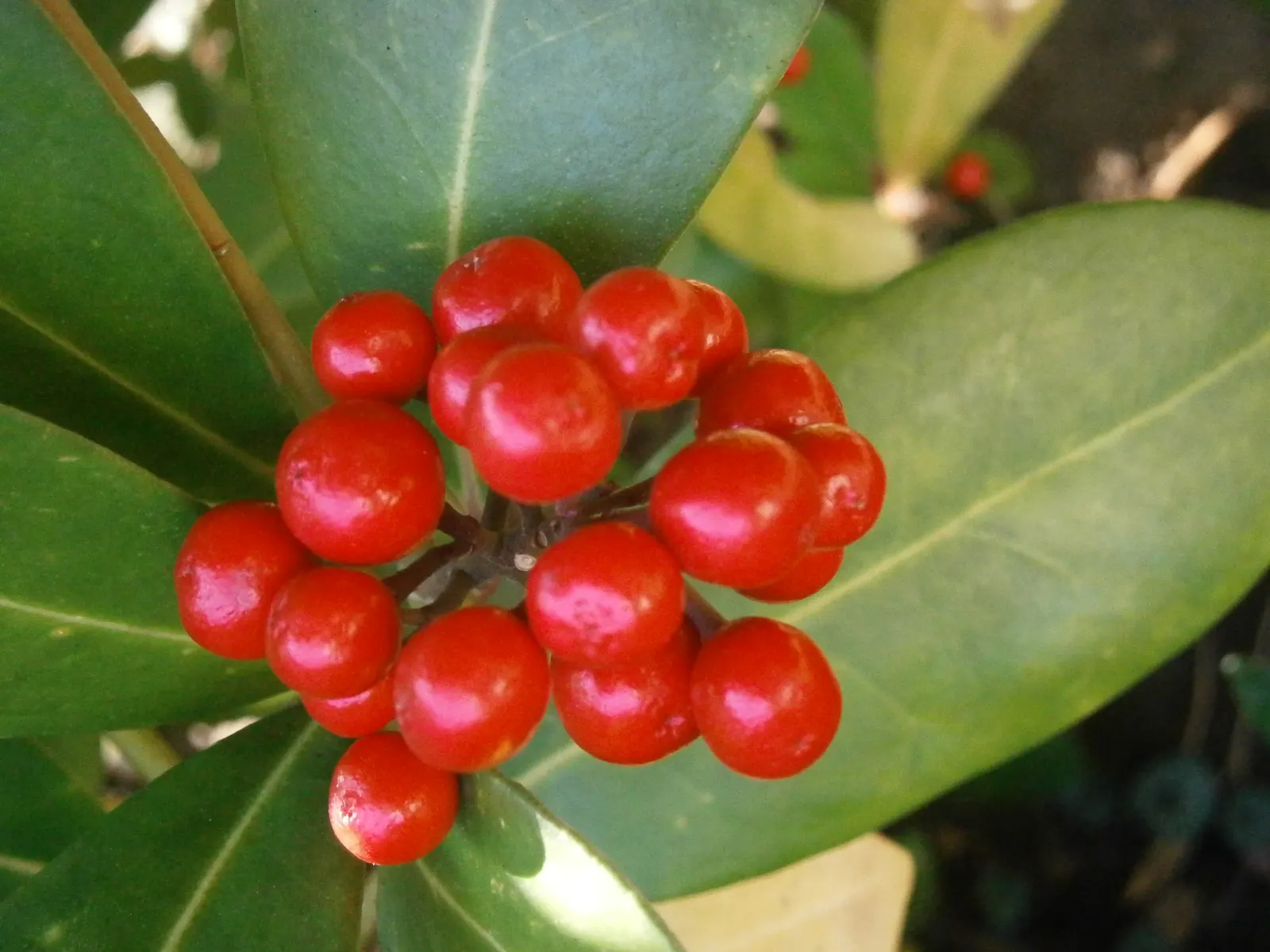 Japanese Skimmia (Skimmia Japonica) — Ideal in partial to full shade, it reaches 4 to 6 ft in height and width; this floral display not only adds a visual