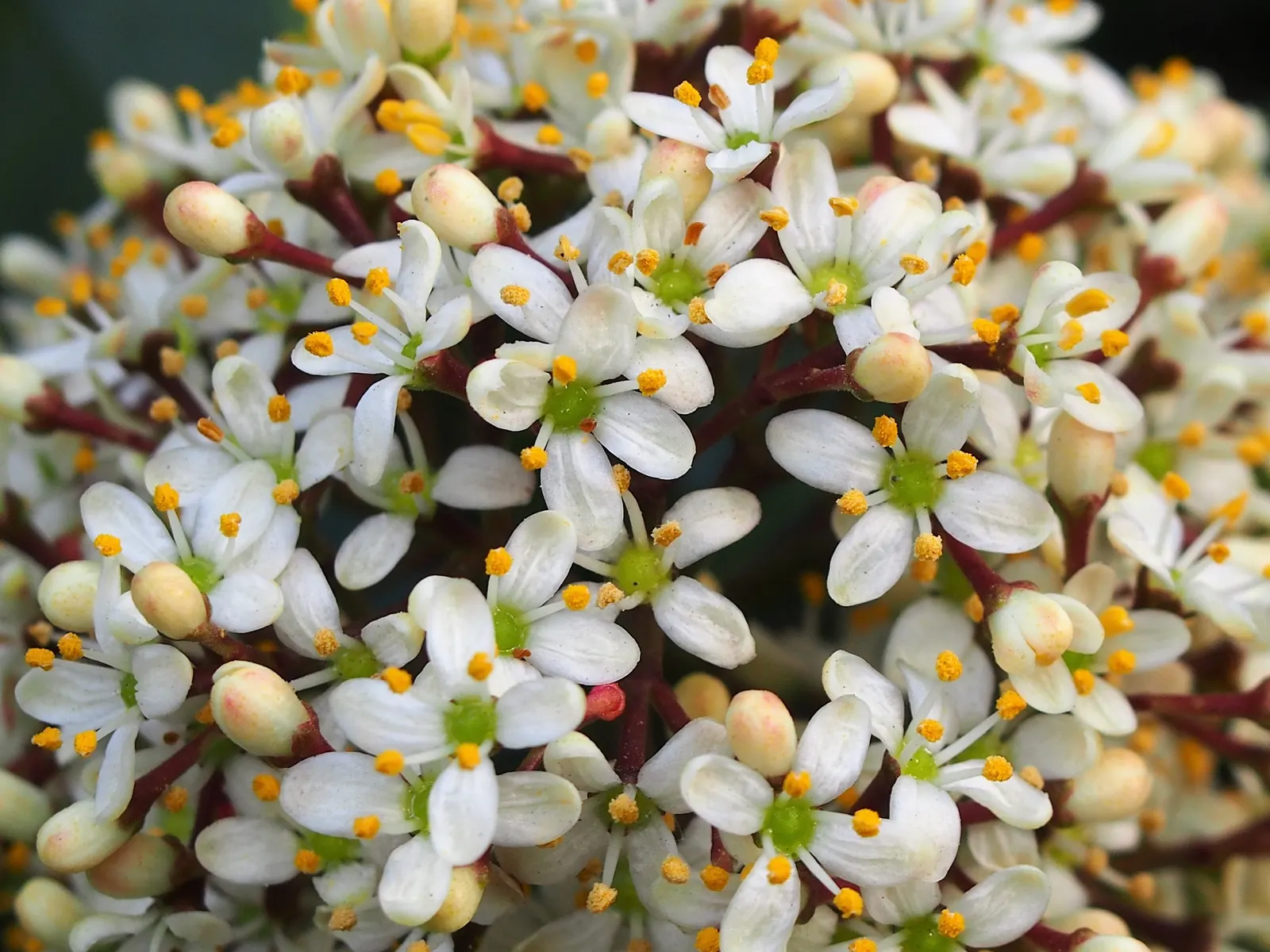 Japanese Skimmia (Skimmia Japonica) — Red berries adorn female plants if males are present; broadleaf evergreen / shrub with white blooms, image 56