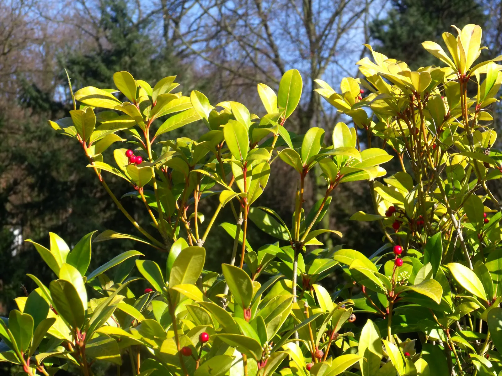 Japanese Skimmia (Skimmia Japonica) — It is hardy in USDA zones 6 through 9; is an evergreen shrub characterized by dark green, image 60