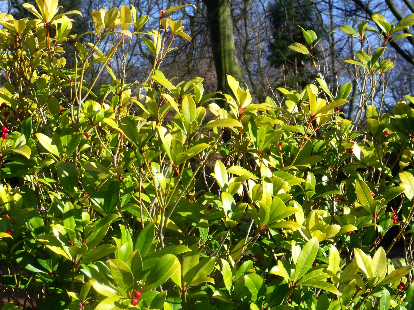 Japanese Skimmia (Skimmia Japonica) — Routine maintenance includes removing any dead or damaged branches and mulching to conserve moisture
