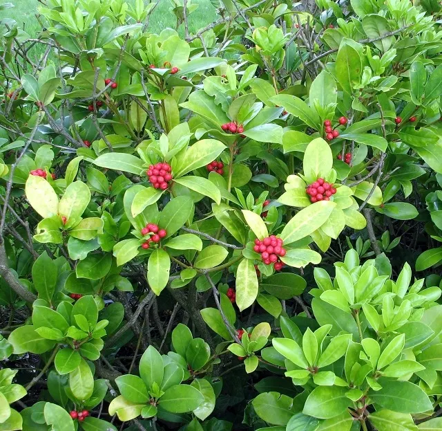 Japanese Skimmia (Skimmia Japonica) — glossy leaves and fragrant clusters of white blossoms