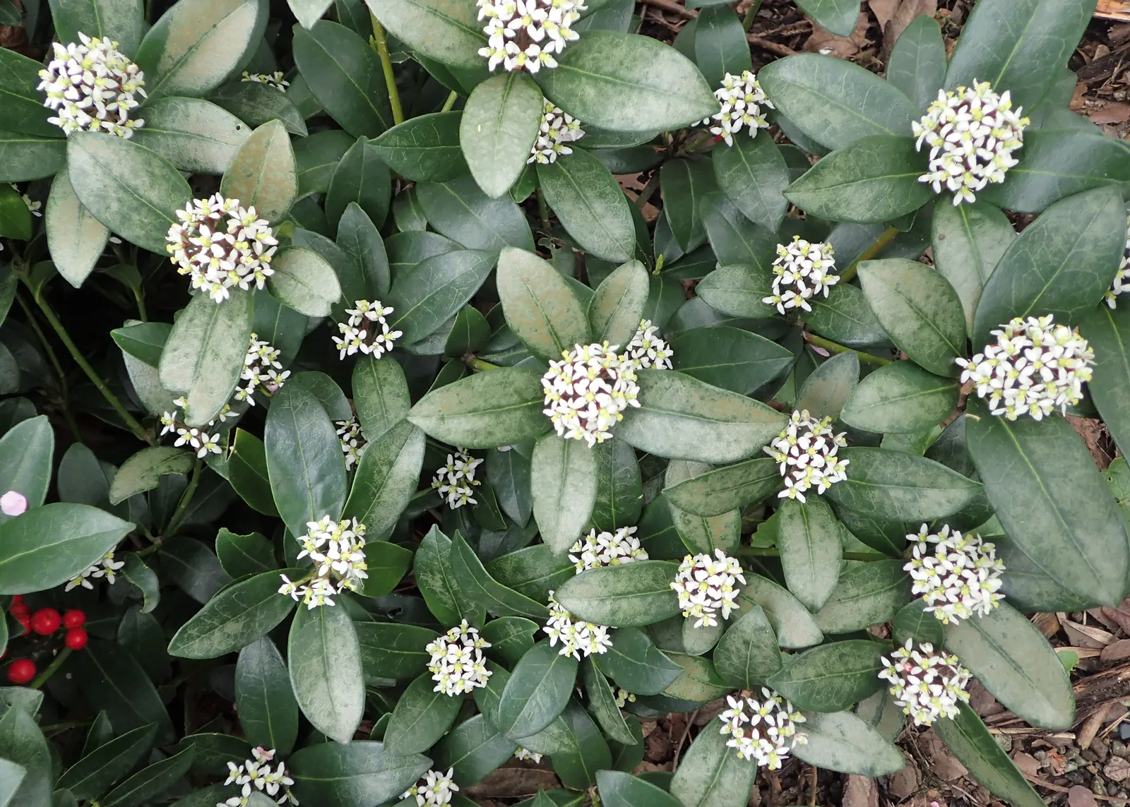 Japanese Skimmia (Skimmia Japonica) — typically measuring 2 to 4 inches long; although it grows at a relatively slow rate.<br><br>Esteemed for its glossy