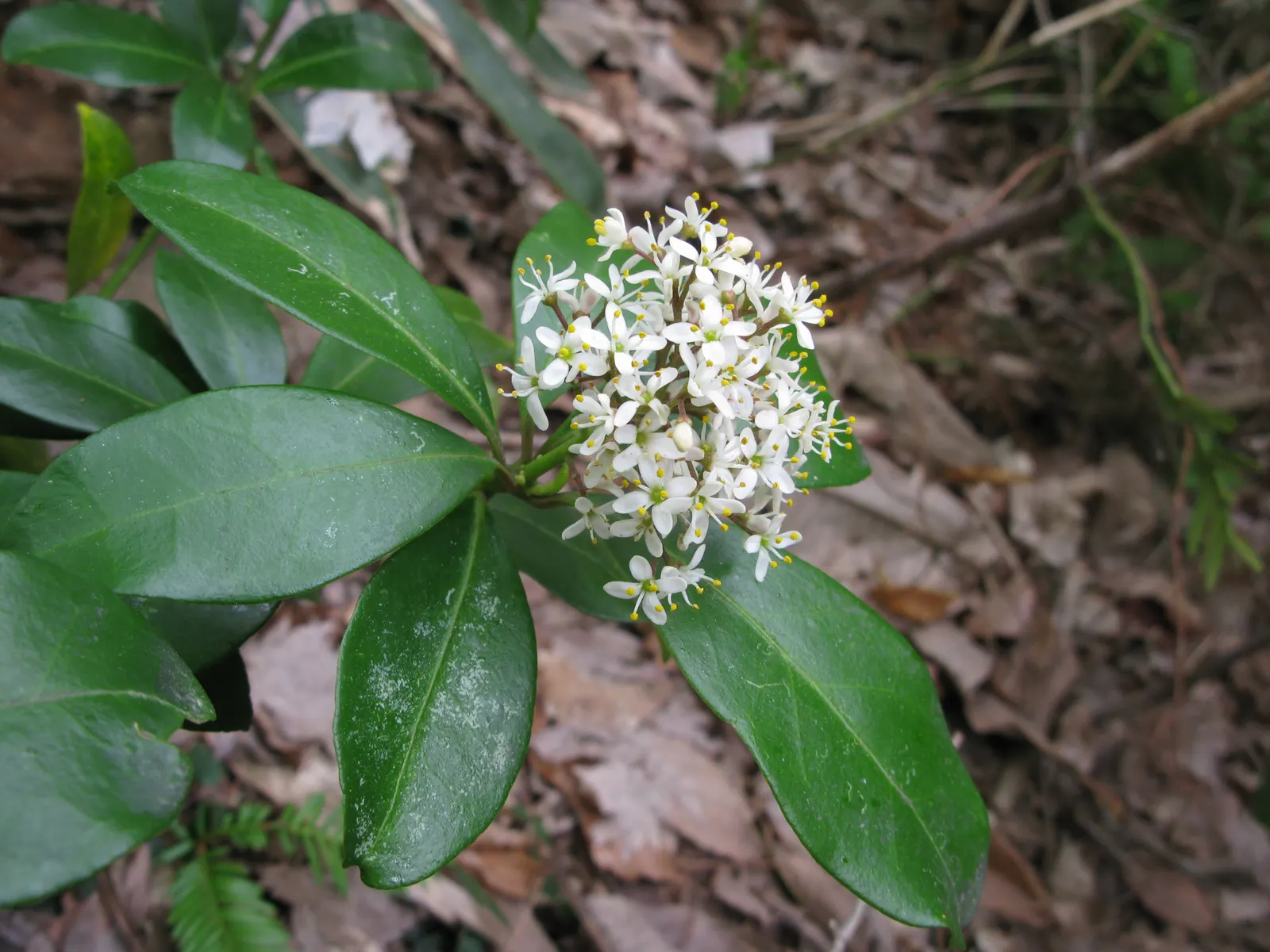 Japanese Skimmia (Skimmia Japonica) — and can reach a mature size of about 4 to 6 feet in both height and spread; it is hardy in USDA zones 6 through 9