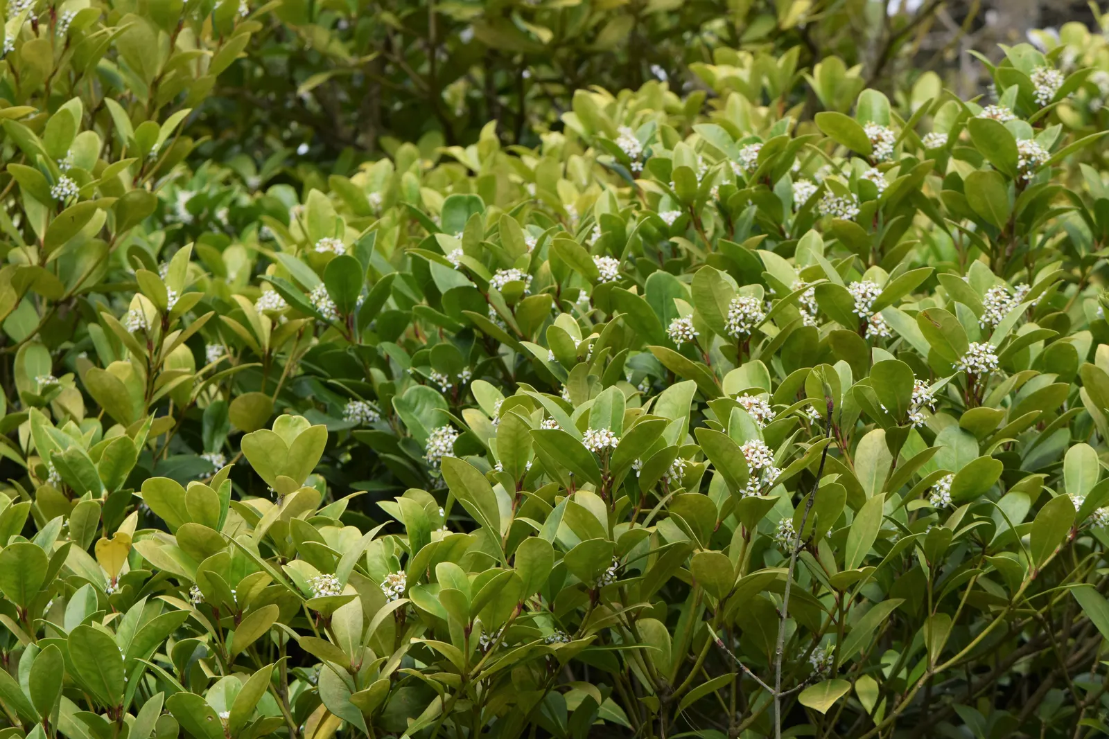 Japanese Skimmia (Skimmia Japonica) — which open to white or pale pink blossoms
