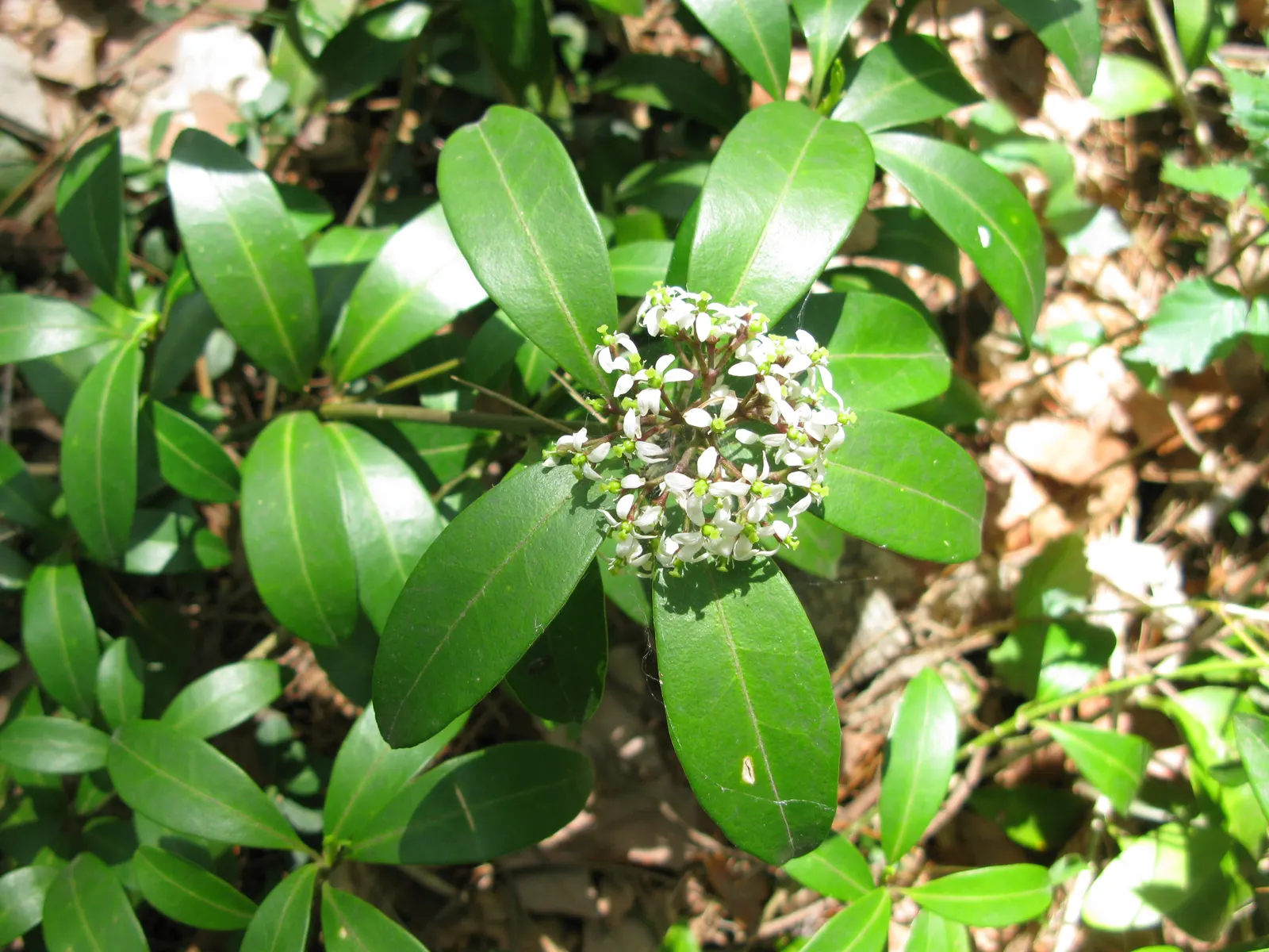 Japanese Skimmia (Skimmia Japonica) — evergreen shrub that provides year-round interest in the garden; will develop vibrant red berries that persist through