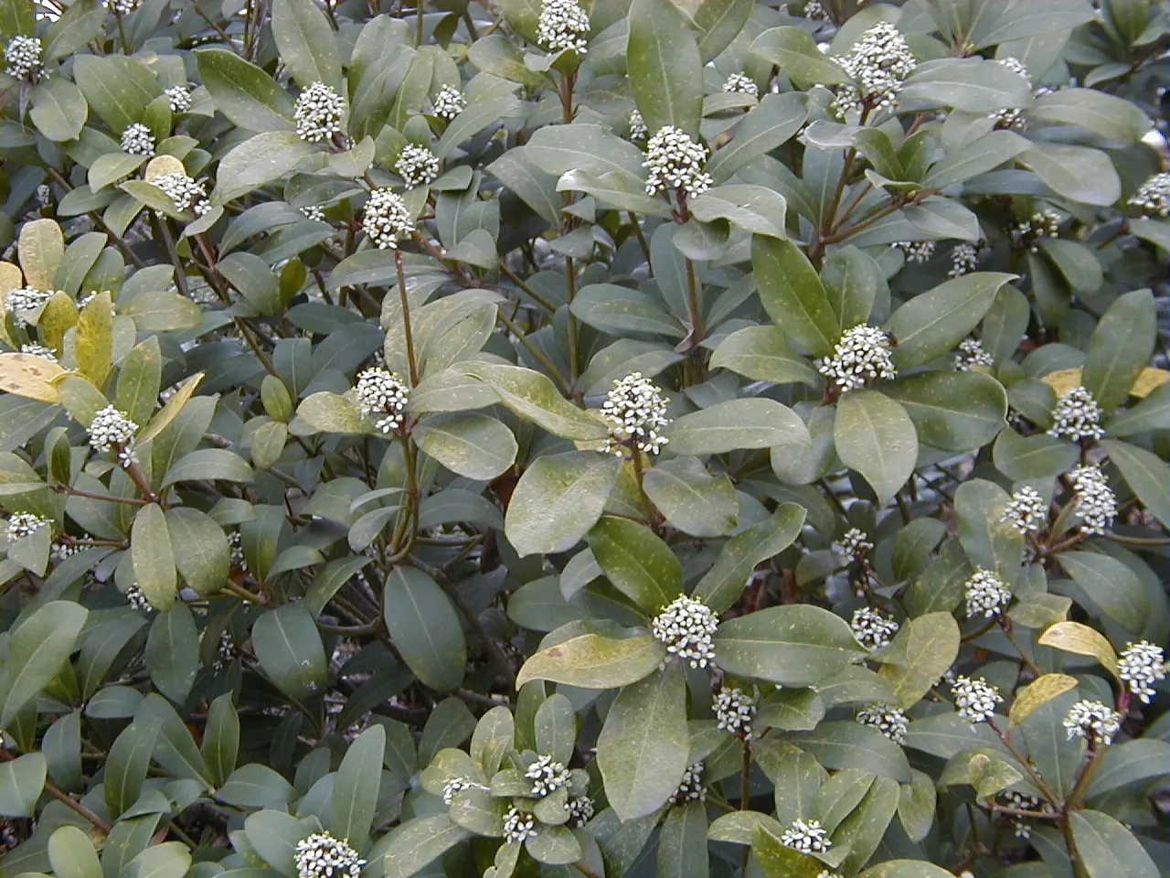Japanese Skimmia (Skimmia Japonica) — if a male is present for pollination