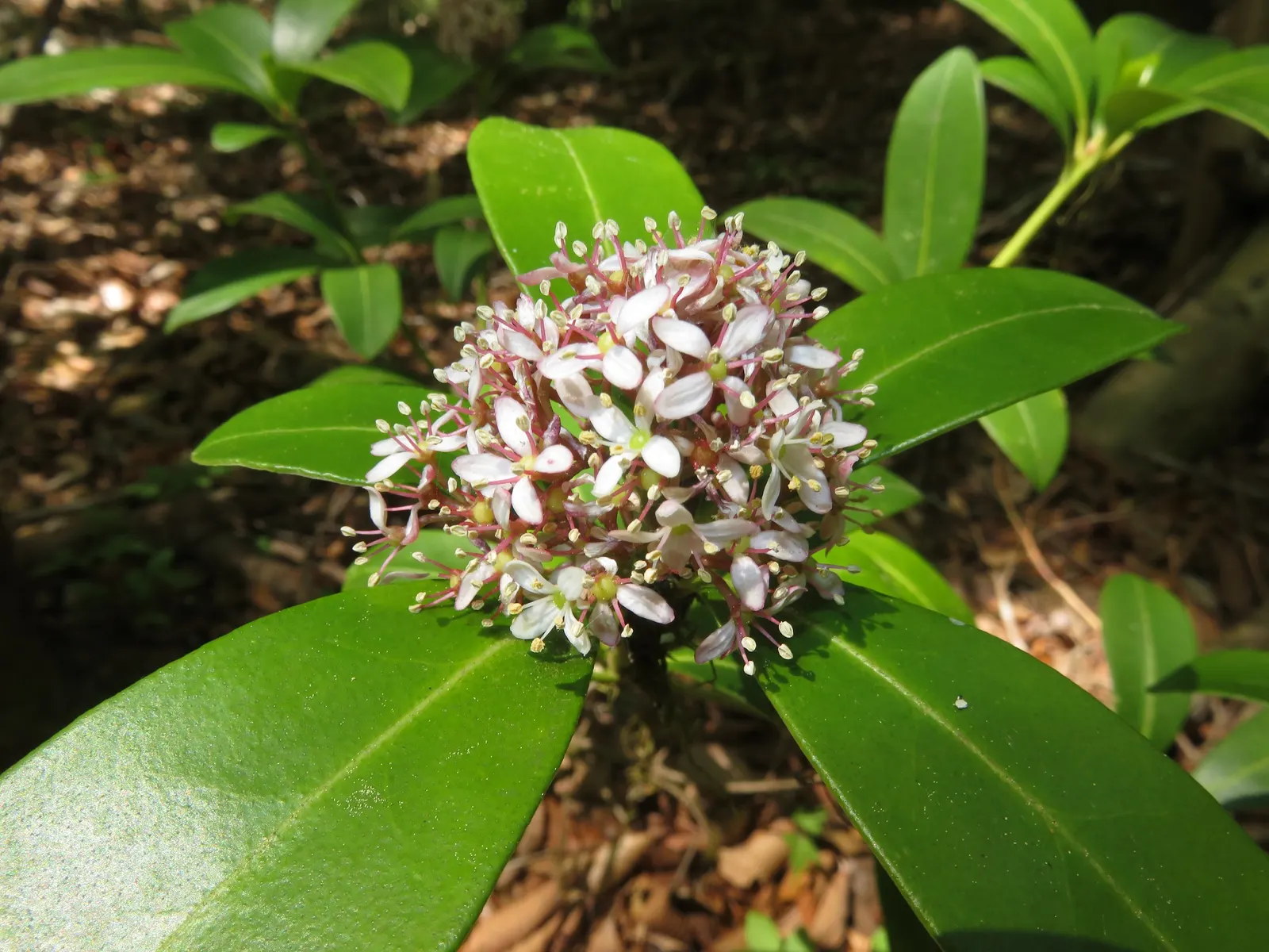 Japanese Skimmia (Skimmia Japonica) — this species produces tight clusters of reddish-bud flowers