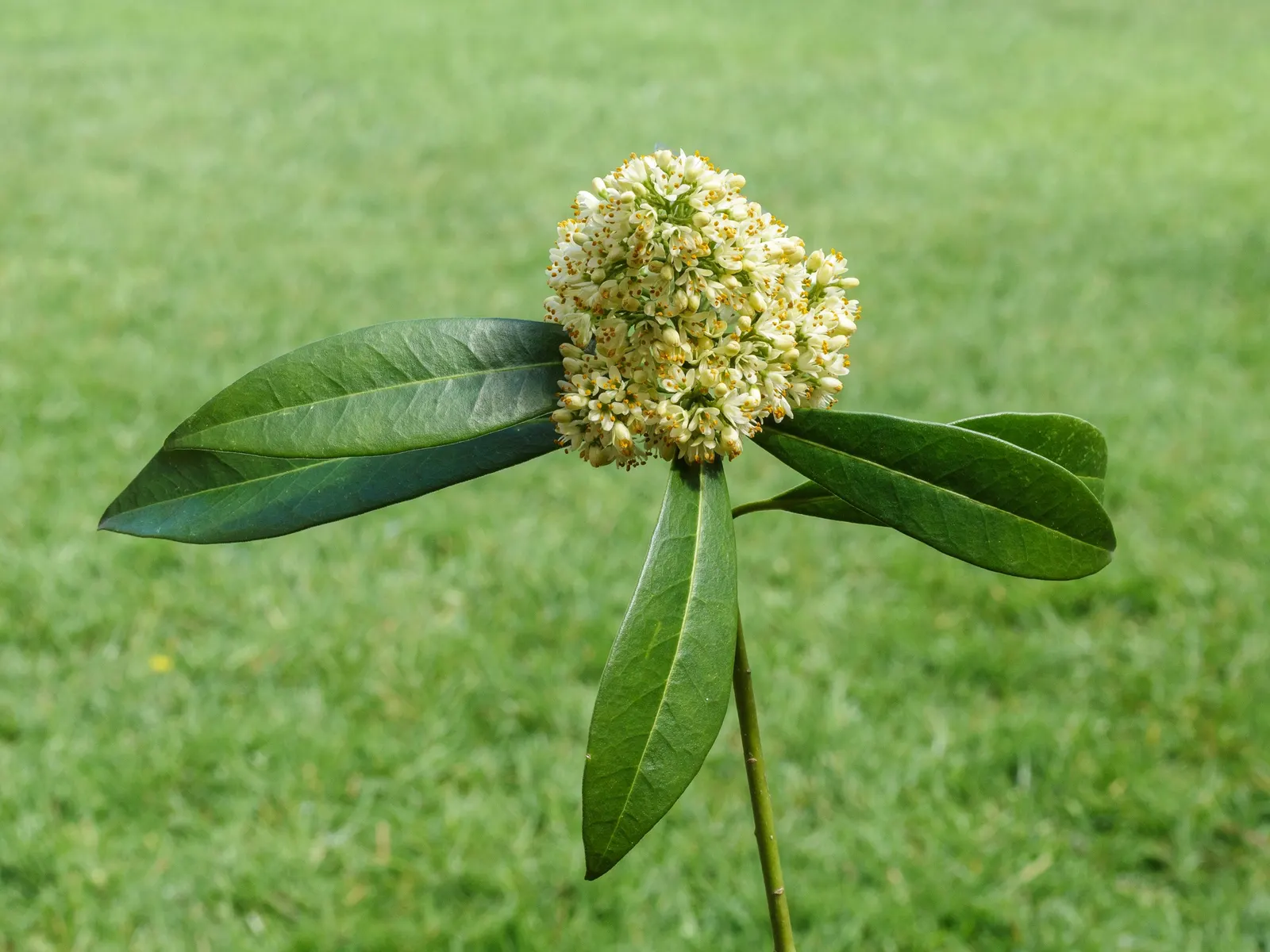Japanese Skimmia (Skimmia Japonica) — emitting a sweet and subtle perfume; rounded habit that renders it an excellent choice for foundation, image 69