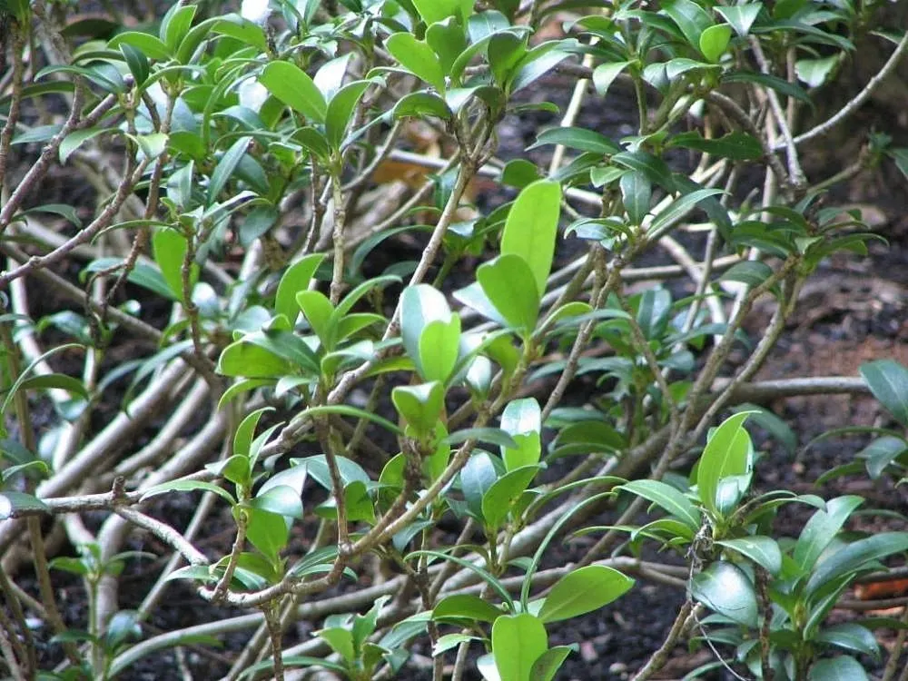 Japanese Skimmia (Skimmia Japonica) — Hardy in zones 6-8, it requires well-drained, acidic soil