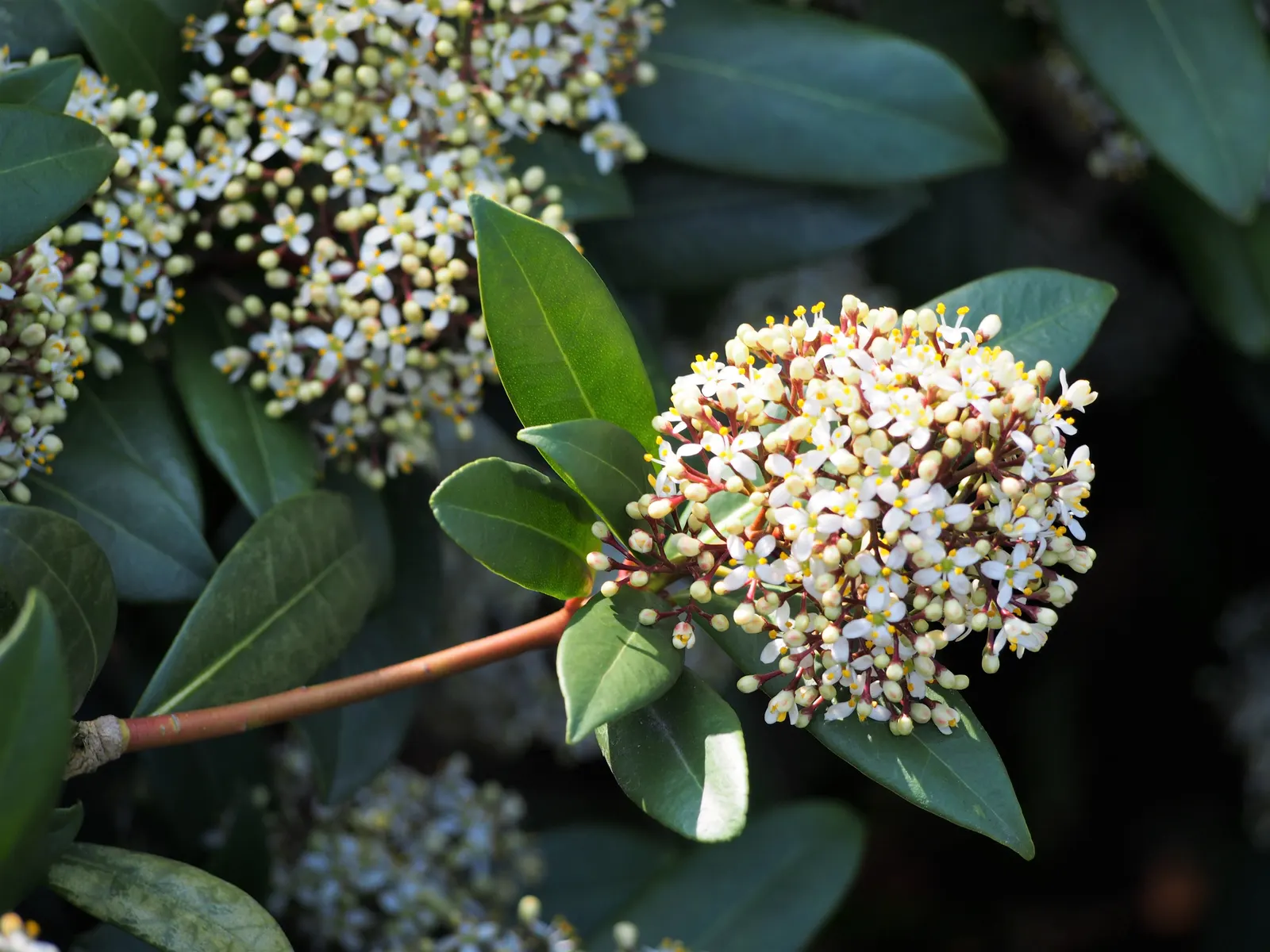 Japanese Skimmia (Skimmia Japonica) — which open to white or pale pink blossoms; hardy in zones 6-8, it requires well-drained, acidic soil, image 68
