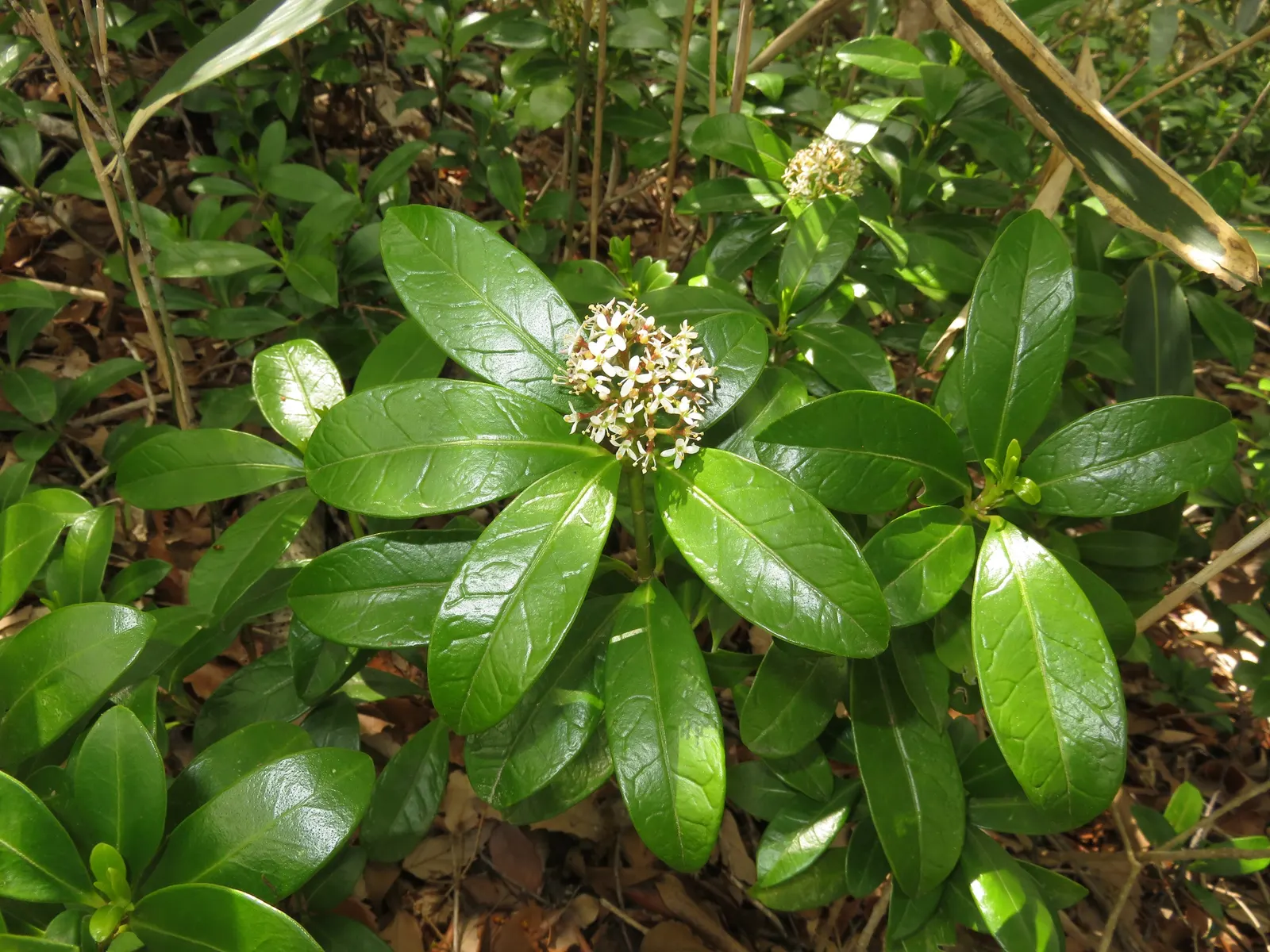 Japanese Skimmia (Skimmia Japonica) — white flowers in the garden